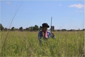 Kota Nakasato measures prairie grass traits 