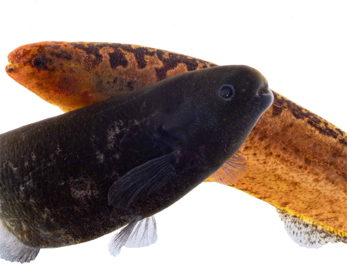 A photo of two slender electric fish — one a dark gray and the other a mottled brown and orange — is set against a white background.
