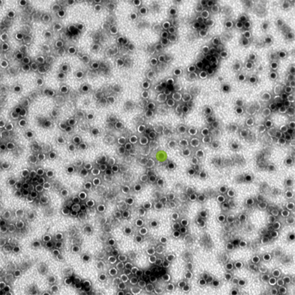 A grayscale electron micrograph shows dozens of dark orbs dotting a light gray background. One orb has been colorized in lime green to highlight its small size.