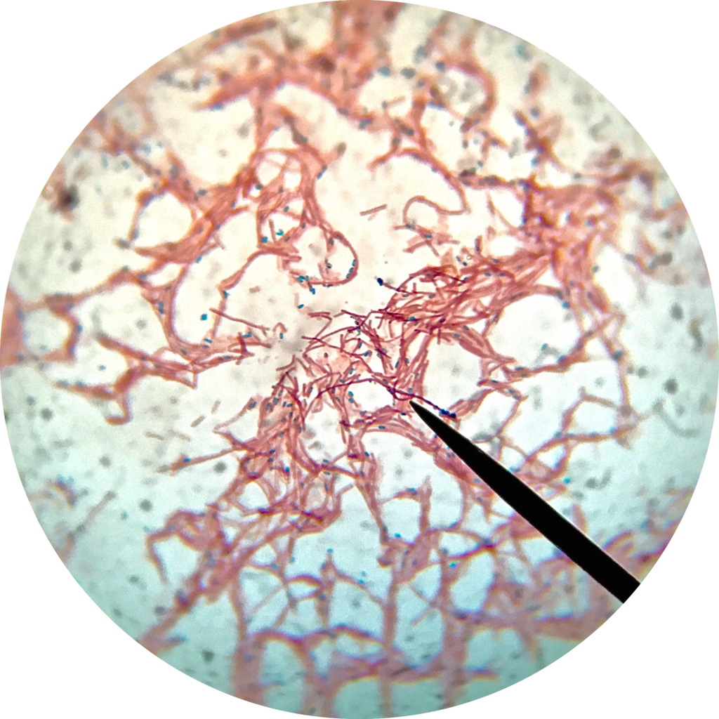 A microscope image shows stained, rodlike Bacillus subtilis cells in red, with spores, stained green, dotting the image. Credit: WMrapids/Wikimedia Commons