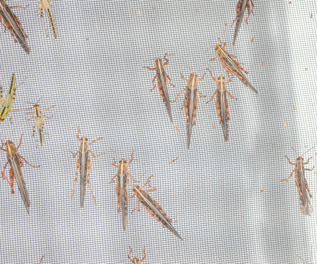 Several locusts rest on a mesh screen.