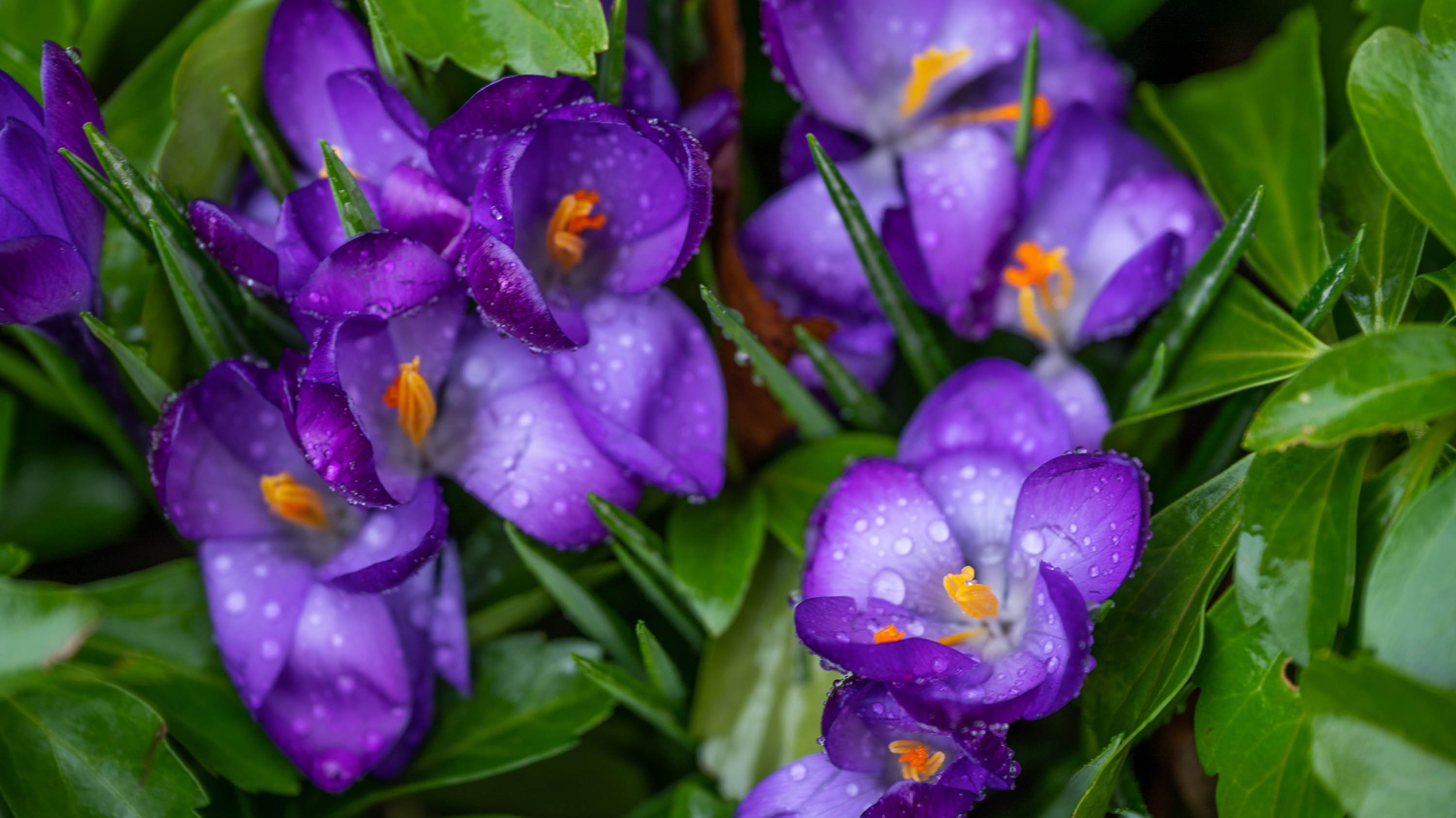Crocuses