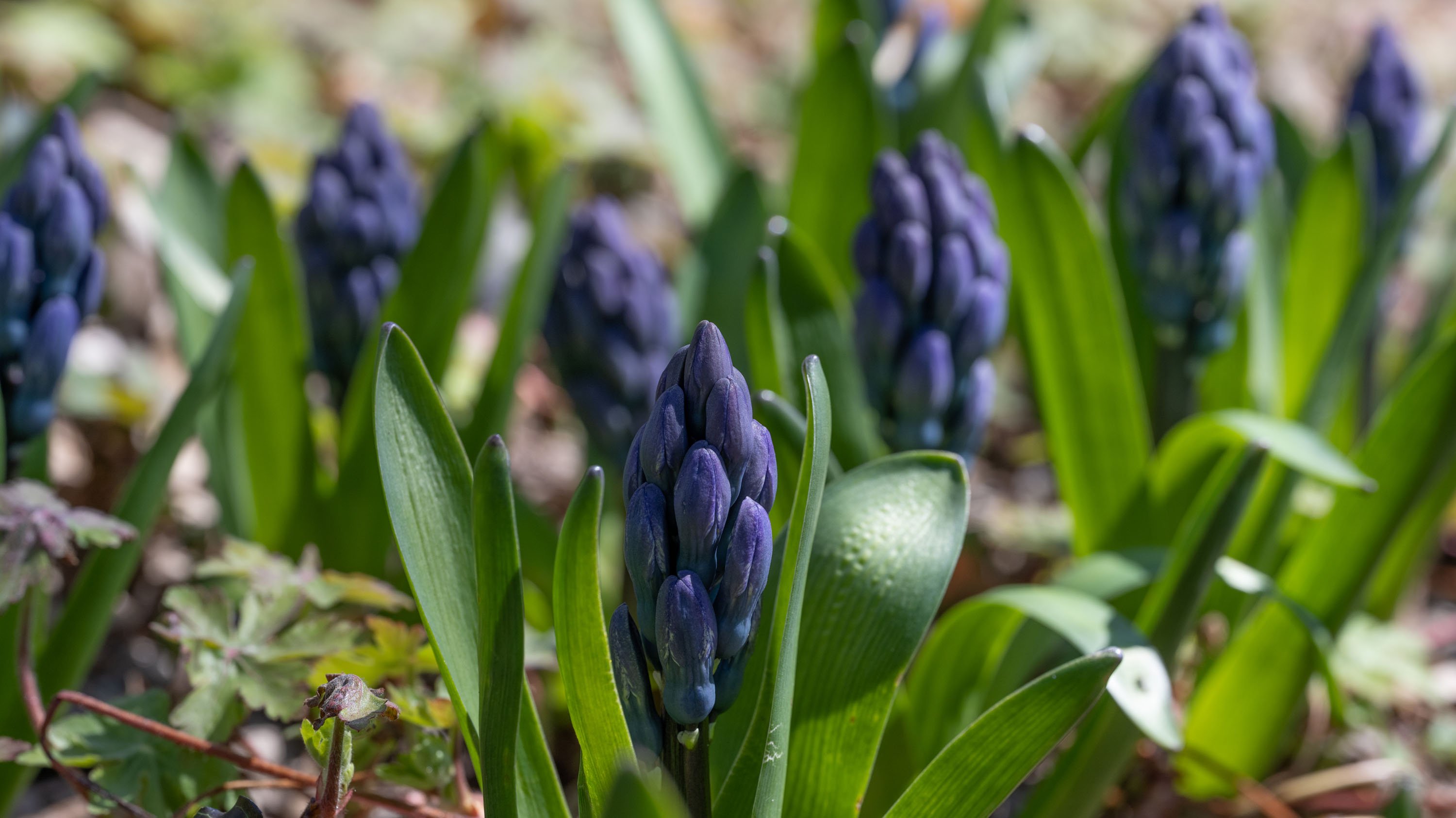 Hyacinths