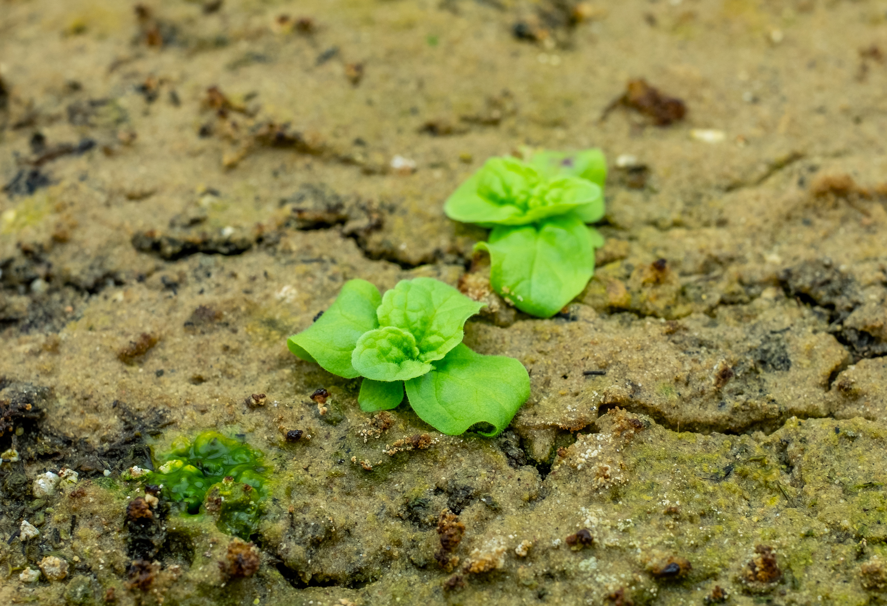 Verbascum blattaria seedlings, a weed commonly called moth mullein, germinated from Beal Seed experiment. Credit Derrick Turner.