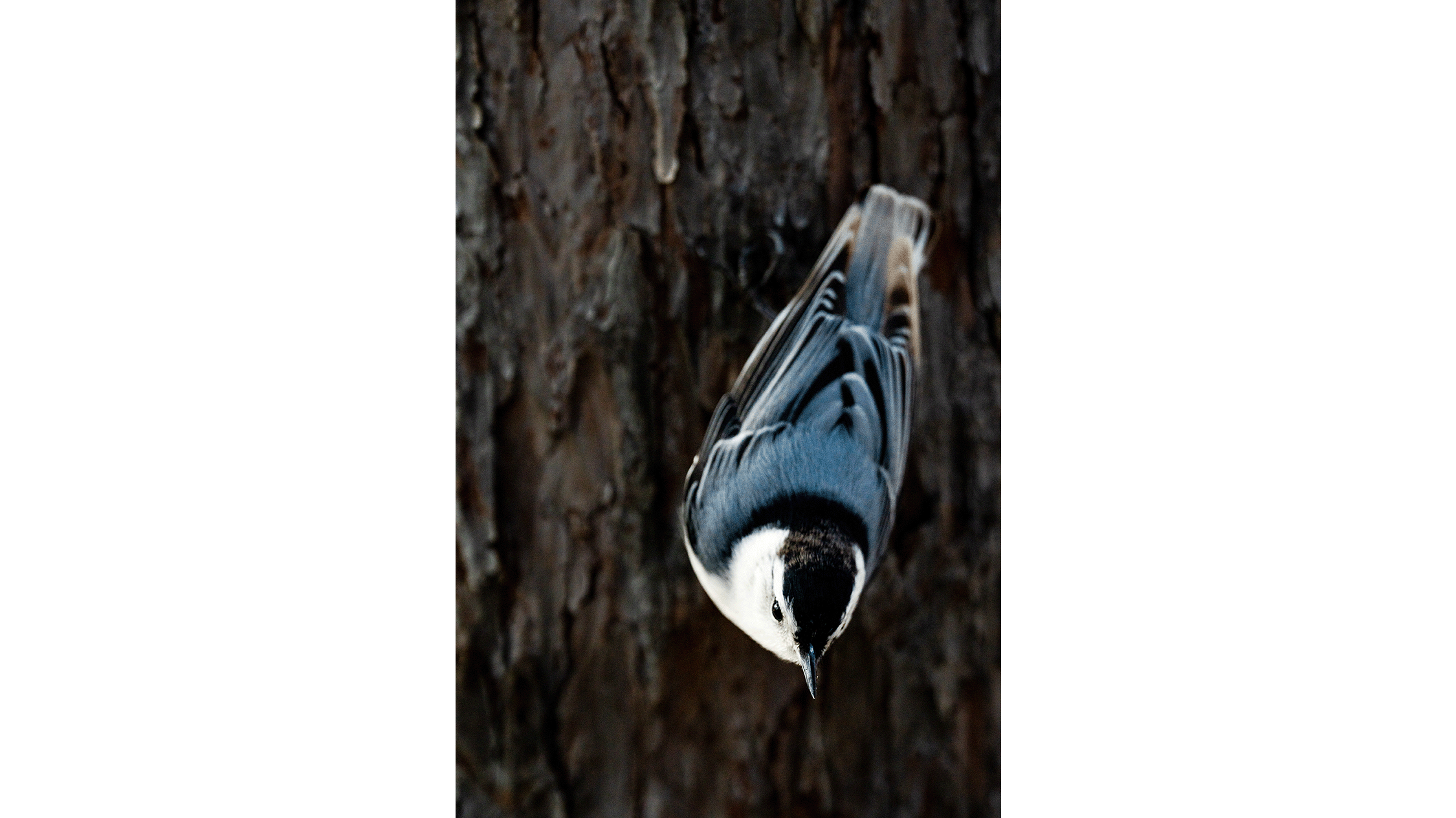 White-breasted nuthatch perches on a tree