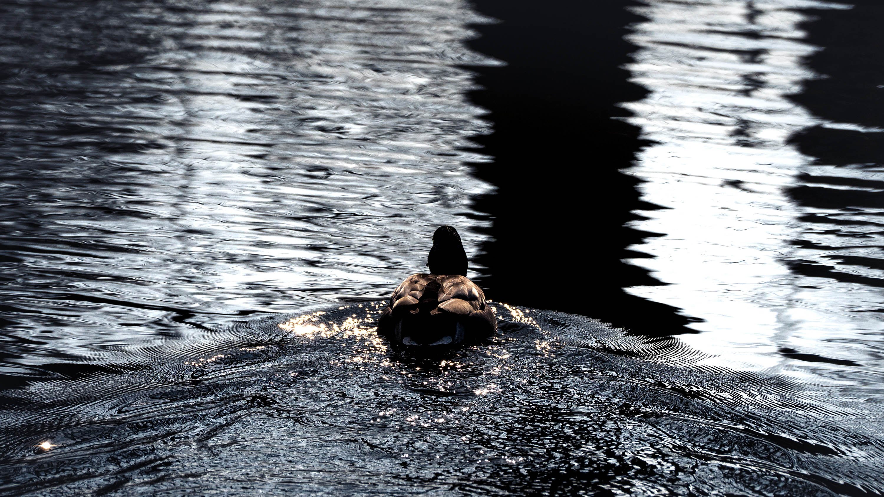 Duck swimming down Red Cedar river