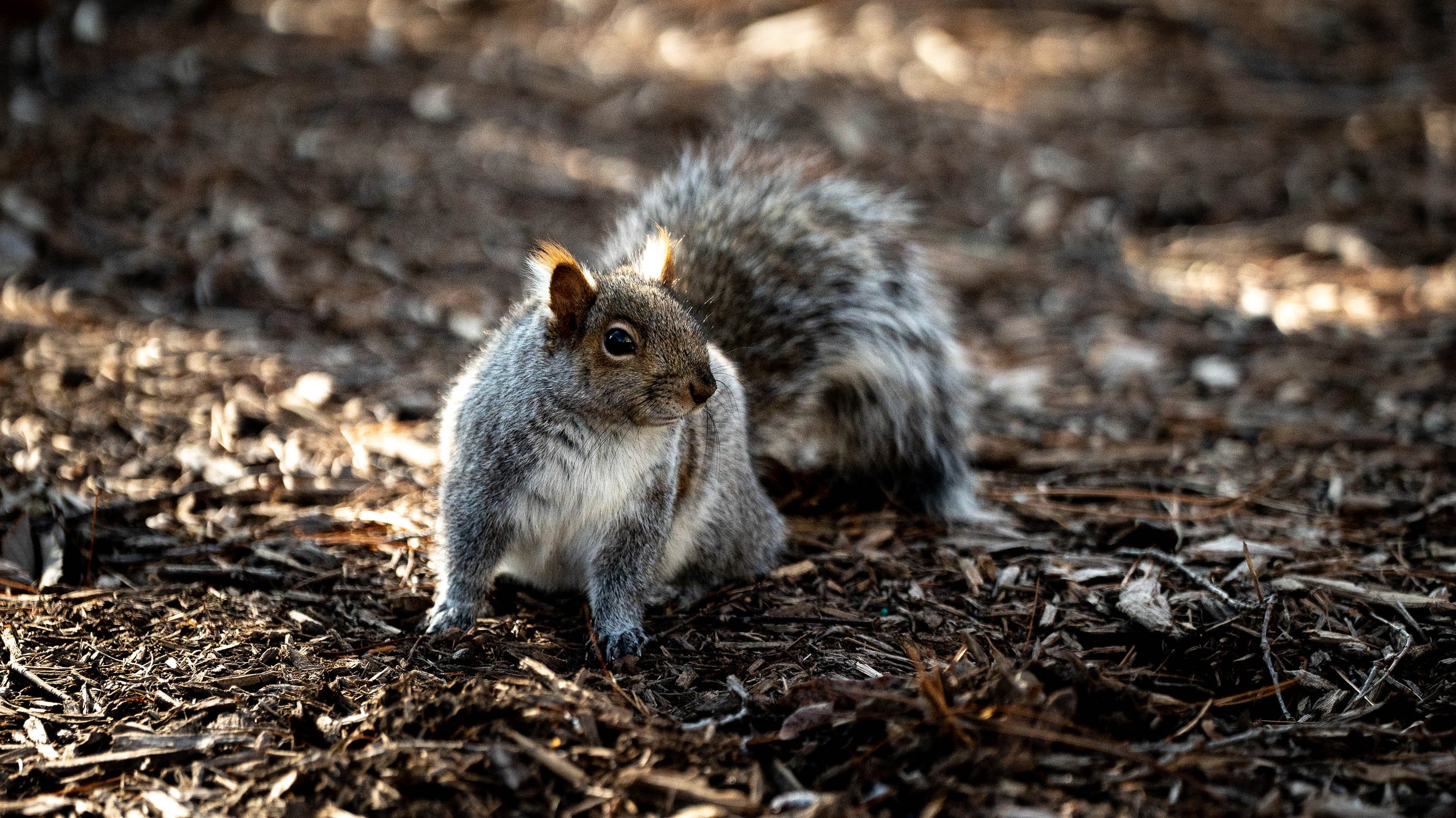 Gray squirrel