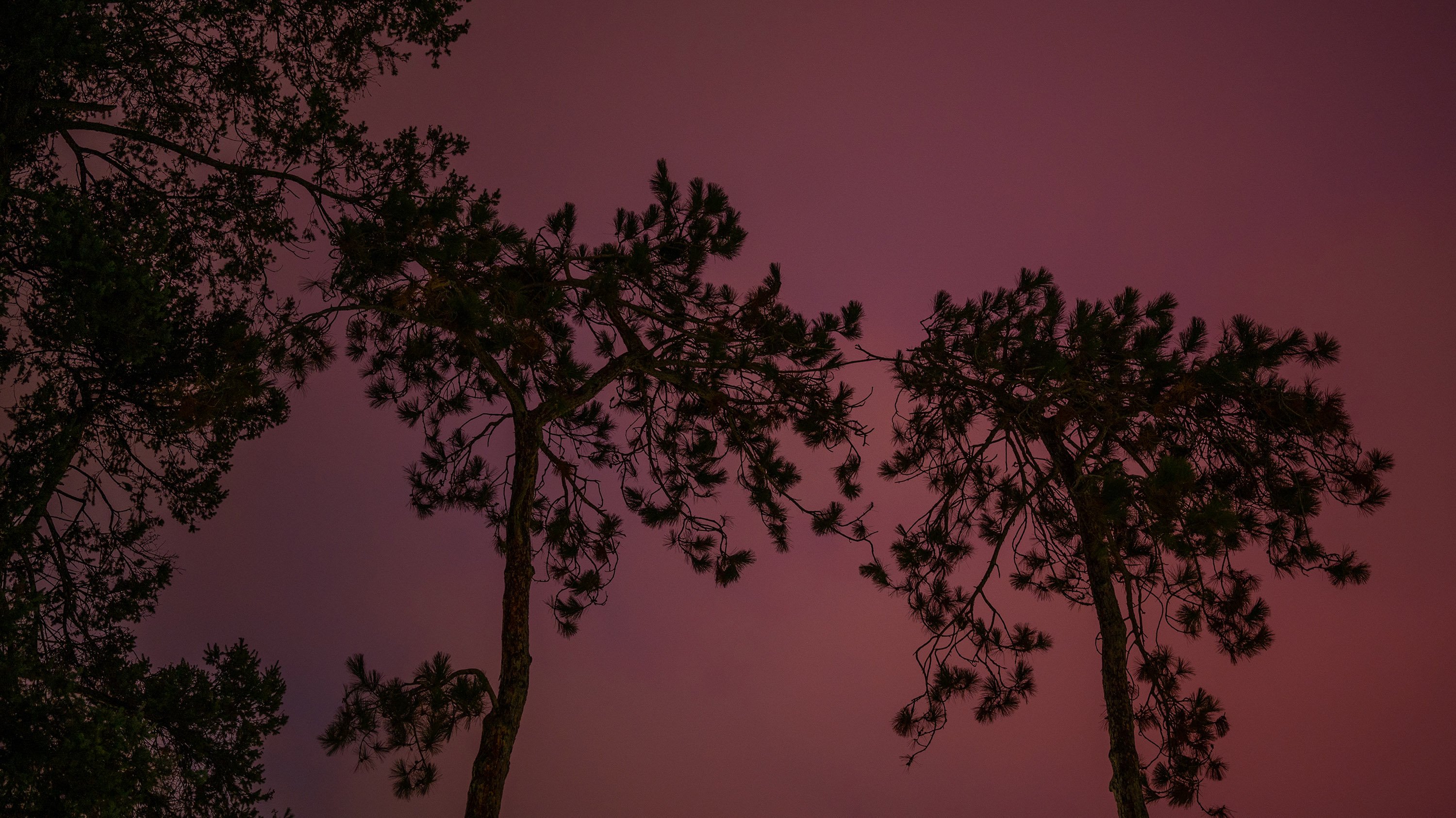 Trees against red cloudy sky