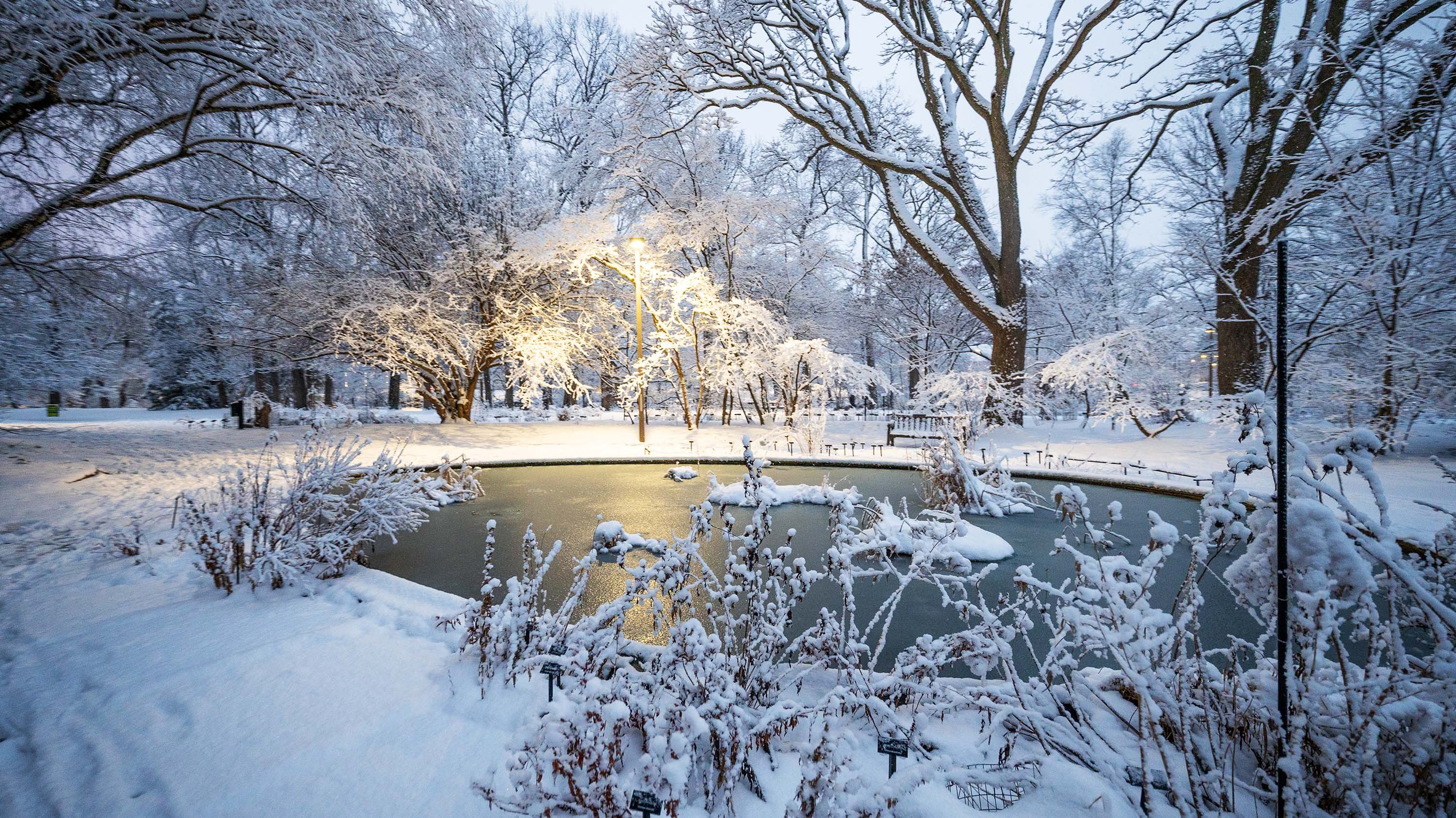 Frozen pond in Beal Garden