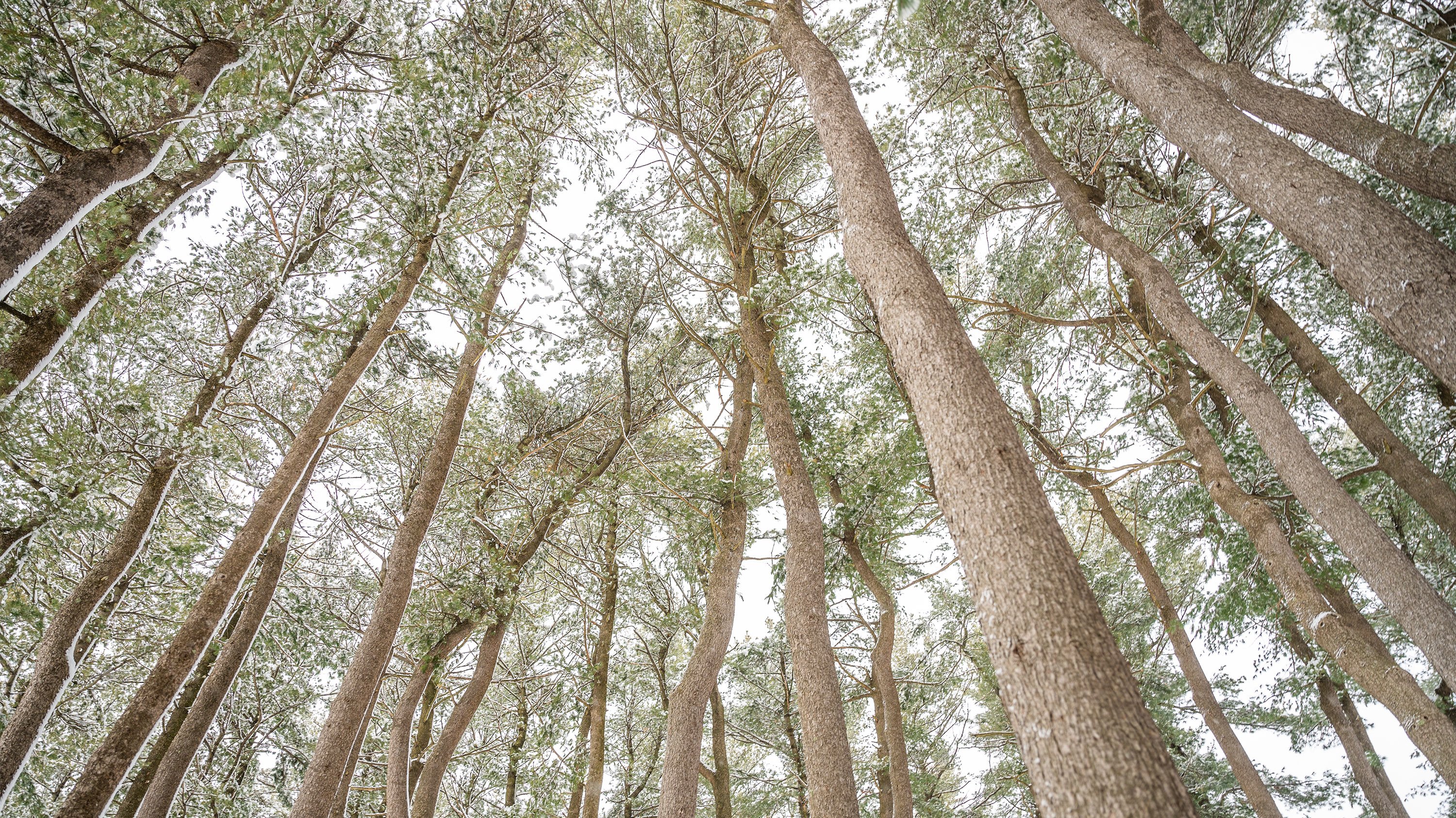 Trees in Munn Pinetum