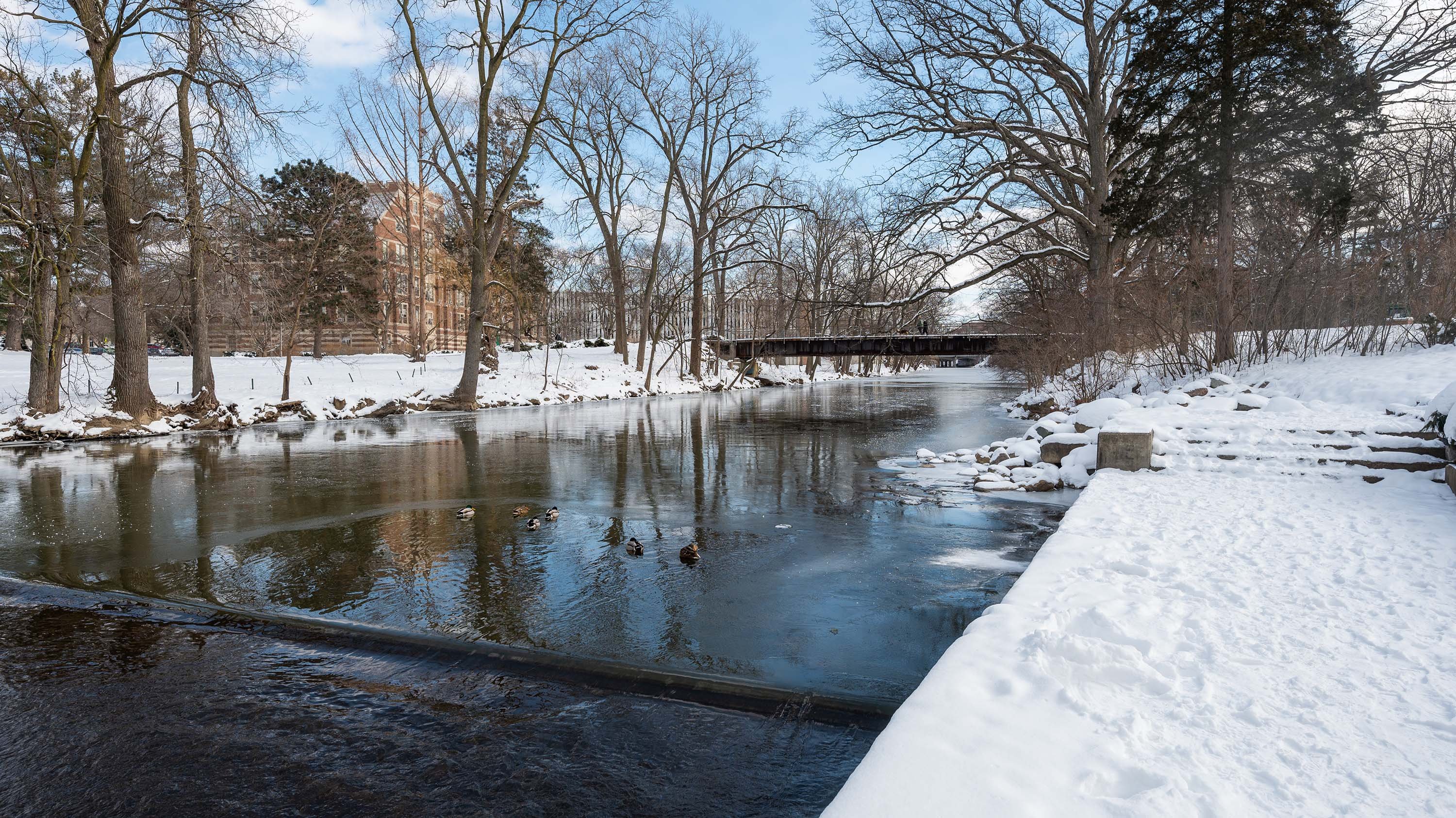 Ducks on the Red Cedar River in winter