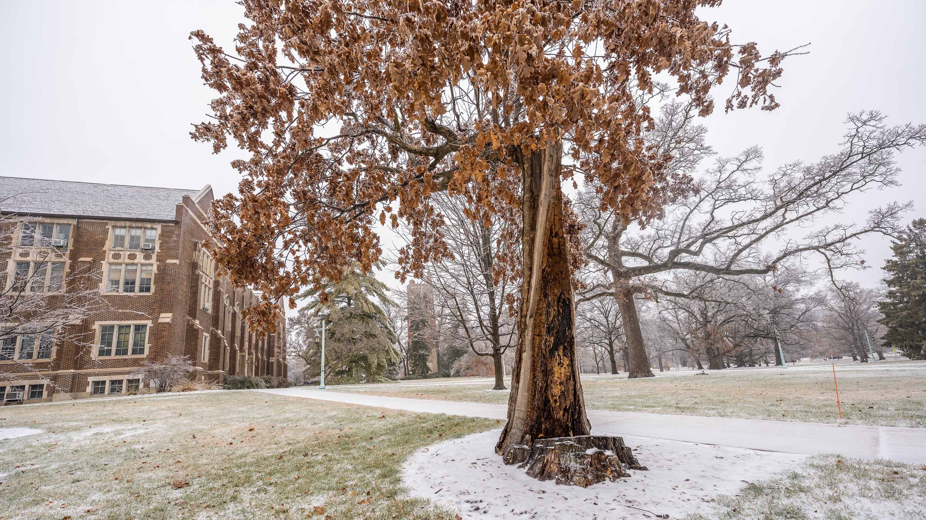Resilient Oak tree in the snow