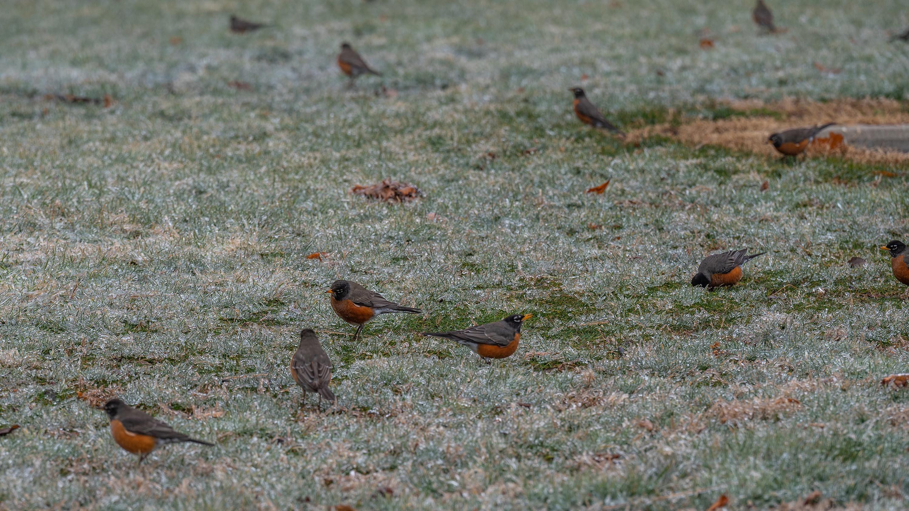 Robins in ice-covered grass