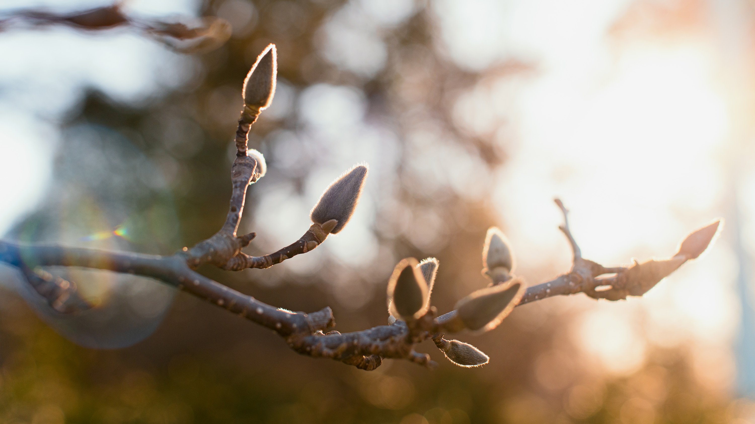 Buds on a tree