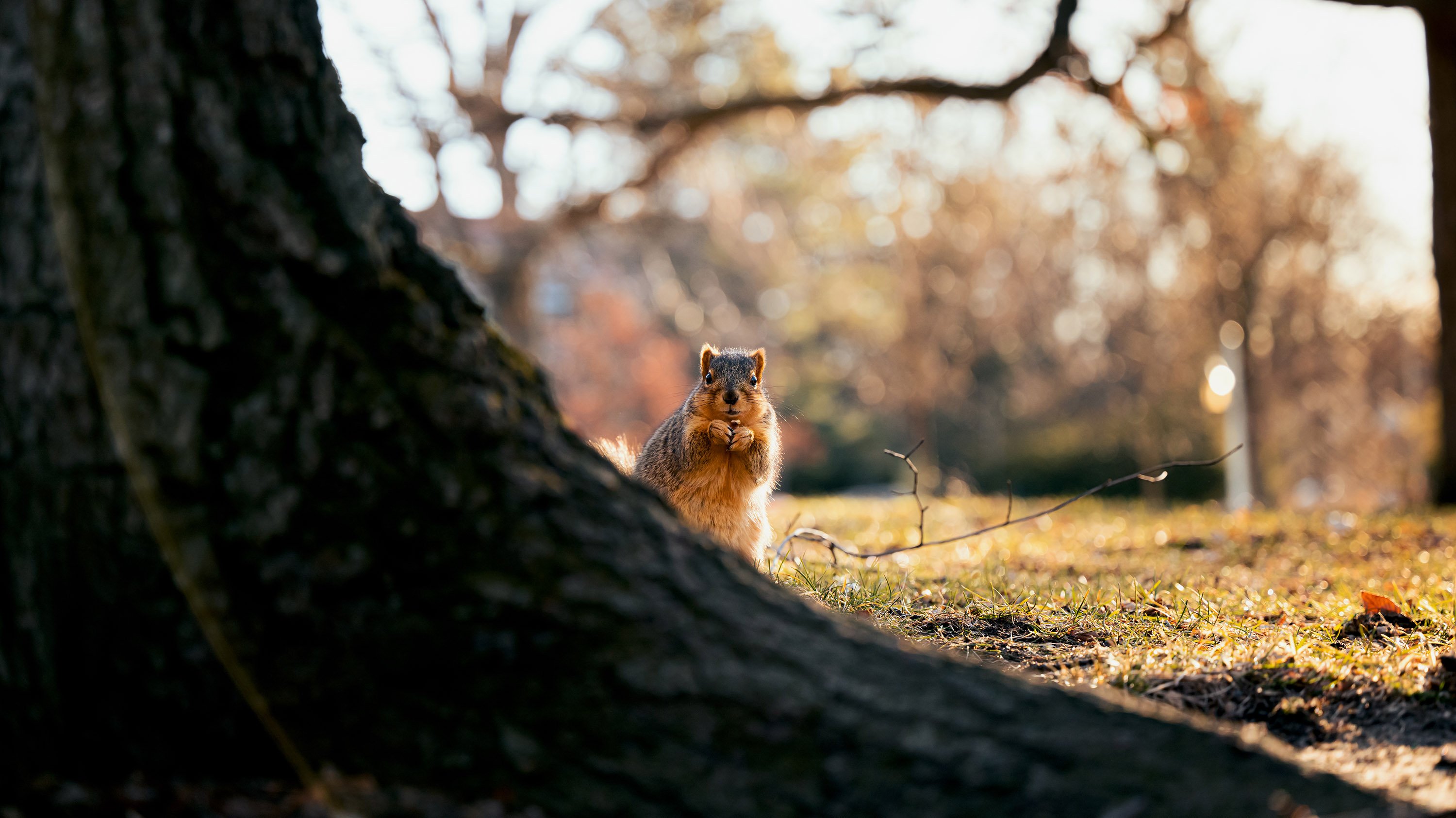 Squirrel at the base of a tree