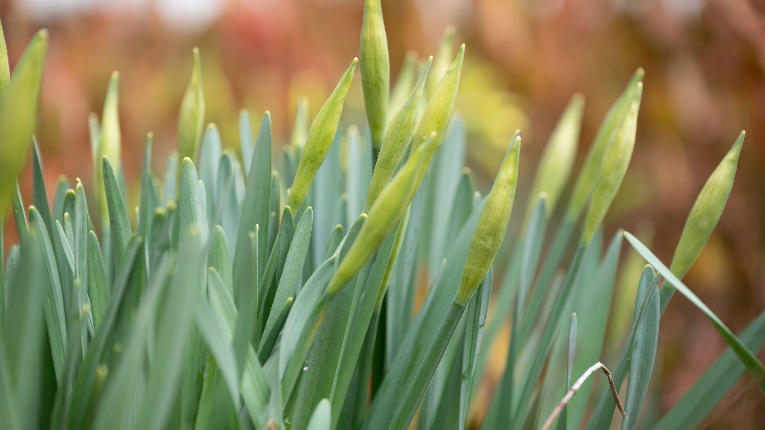 Daffodil buds