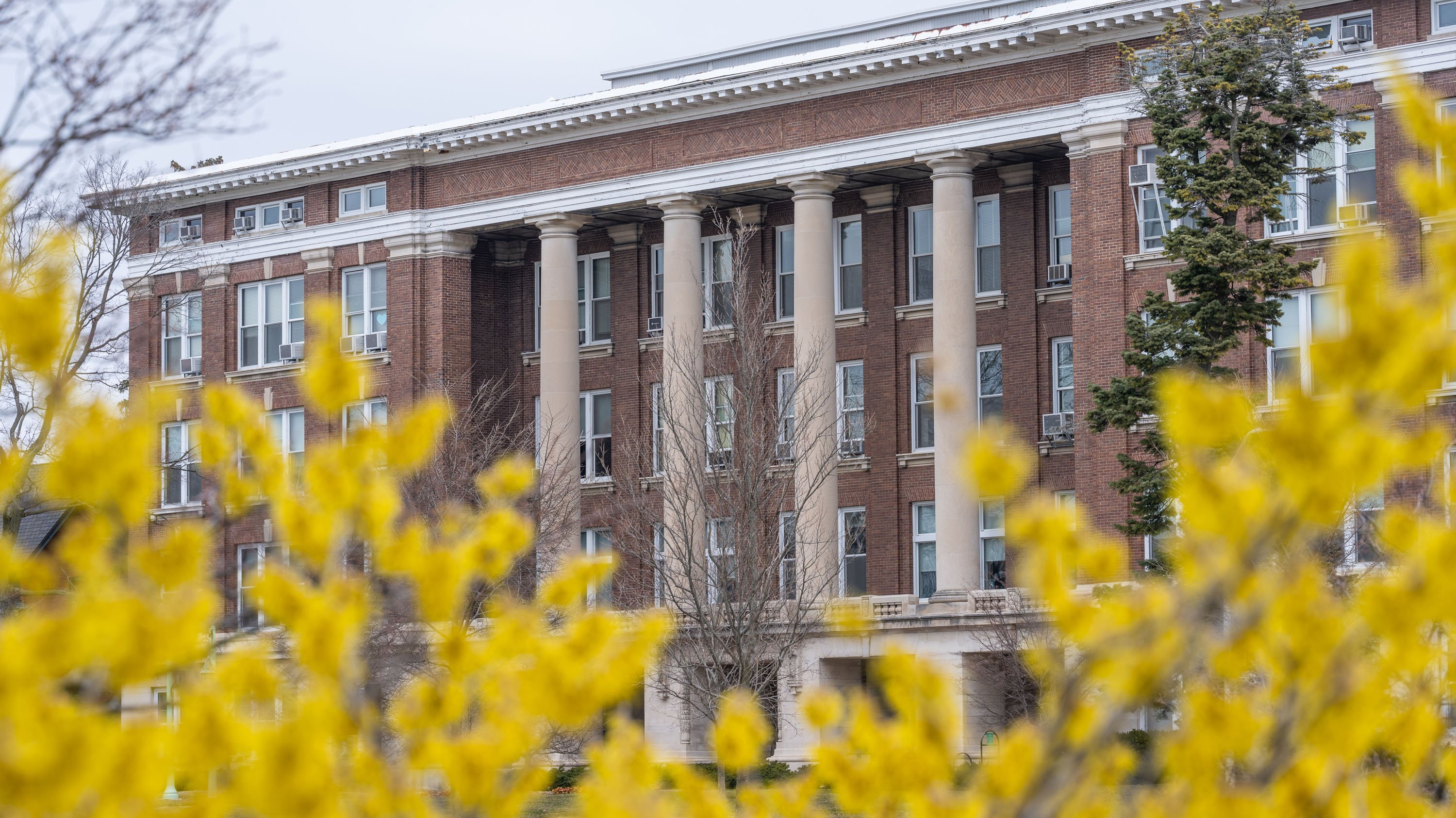 Forsythia shrubs in front of Morrill Hall