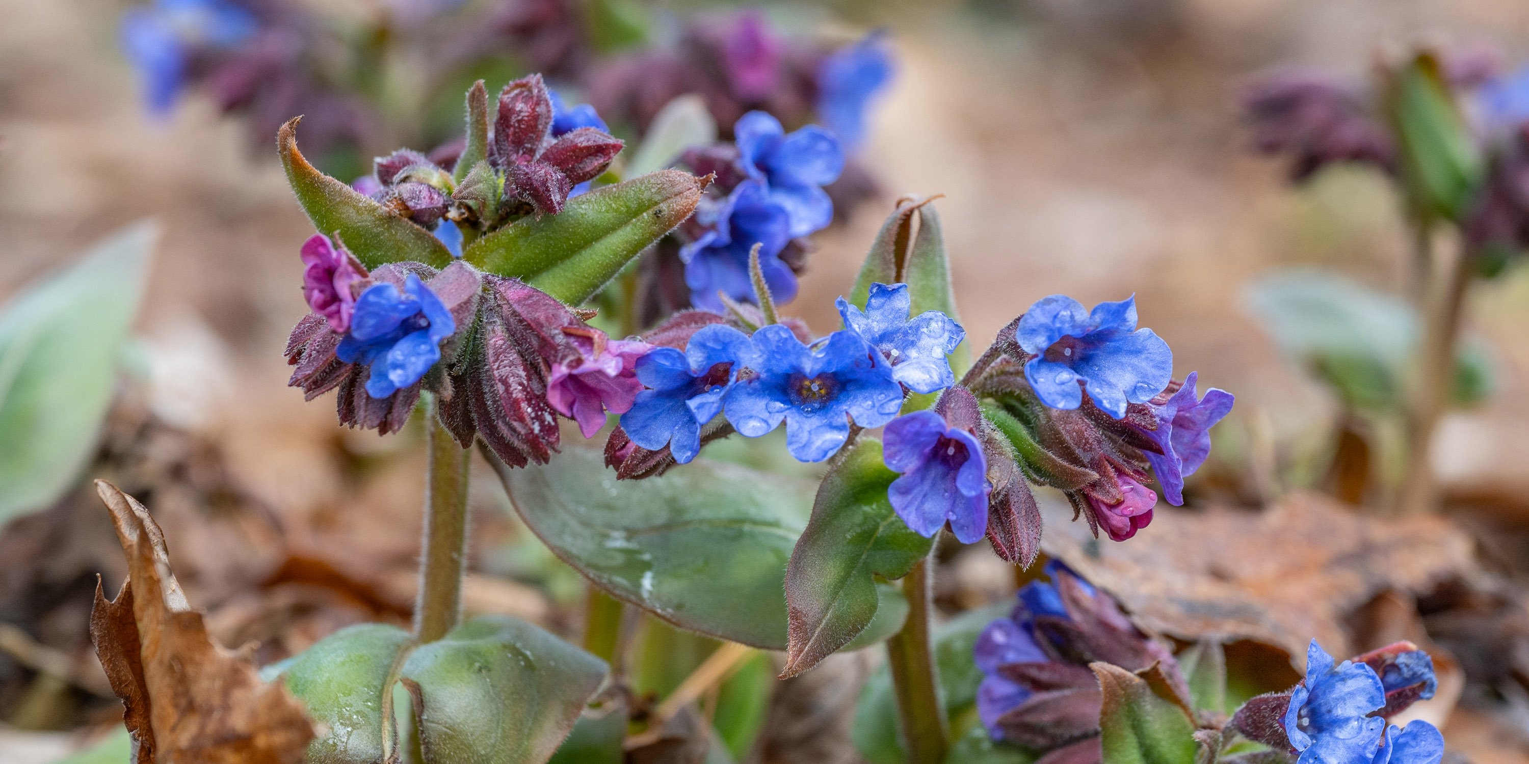 Blue lungowrt flowers
