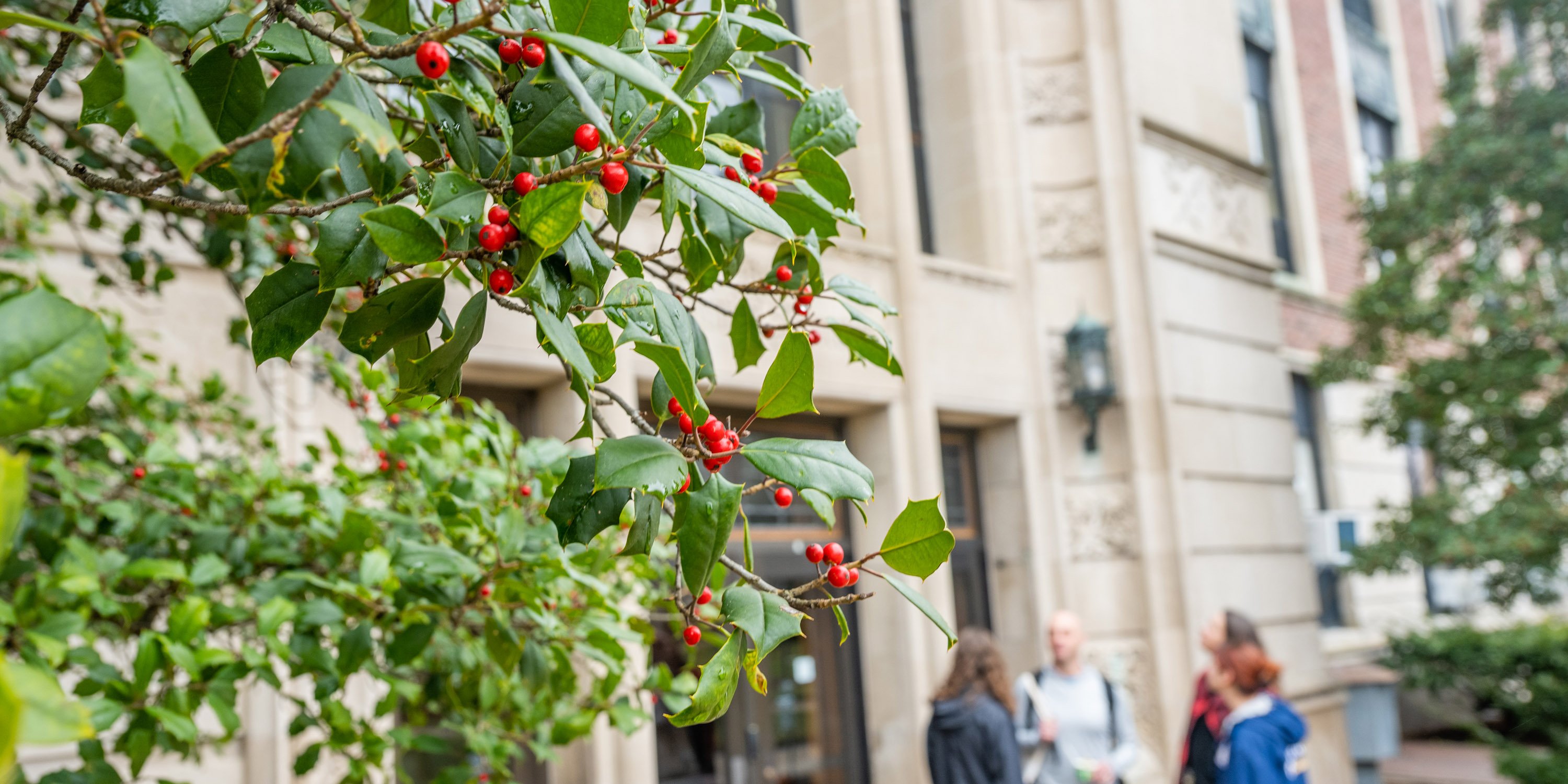 Holly leaves