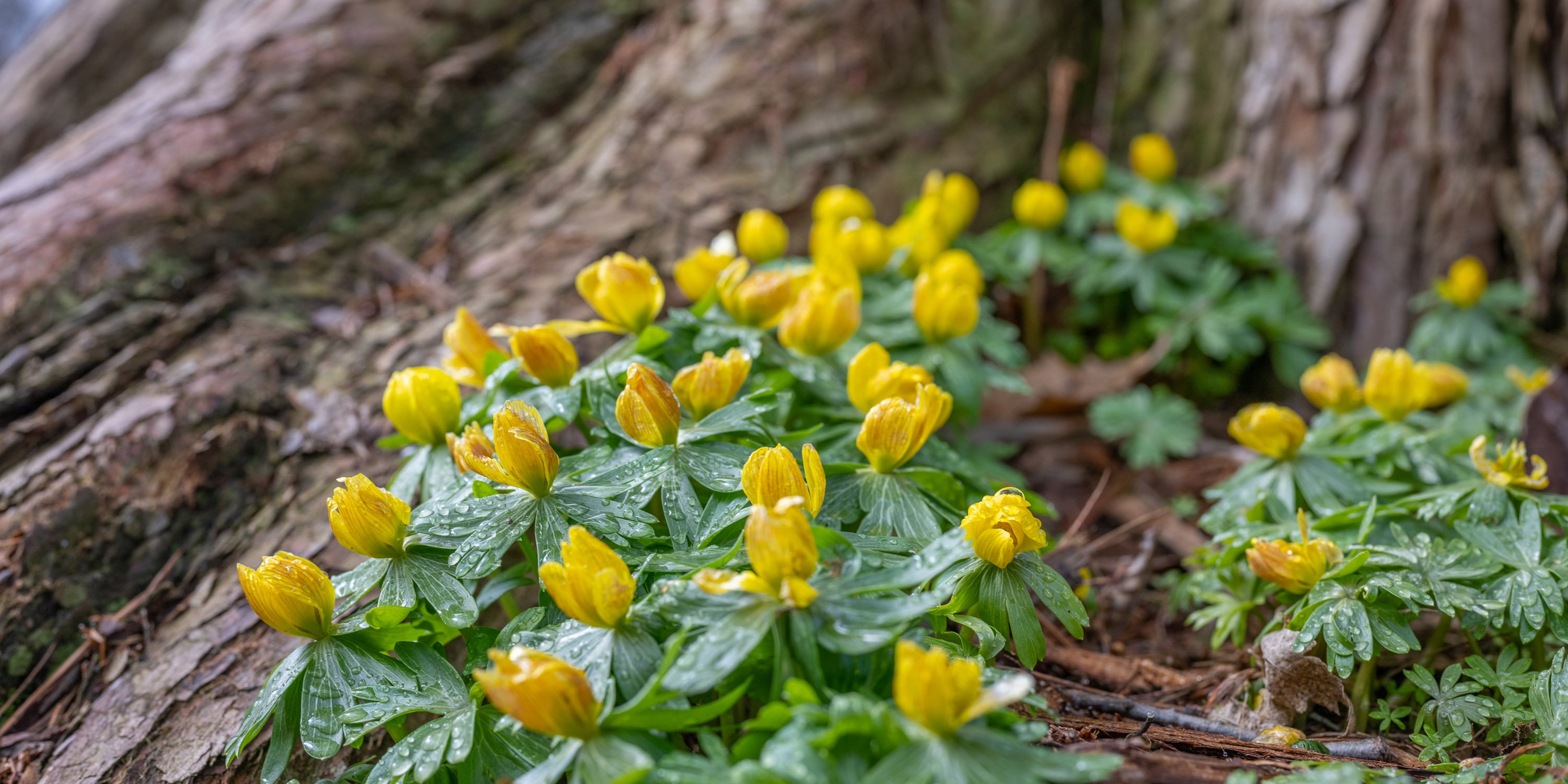 Winter aconites near base of tree