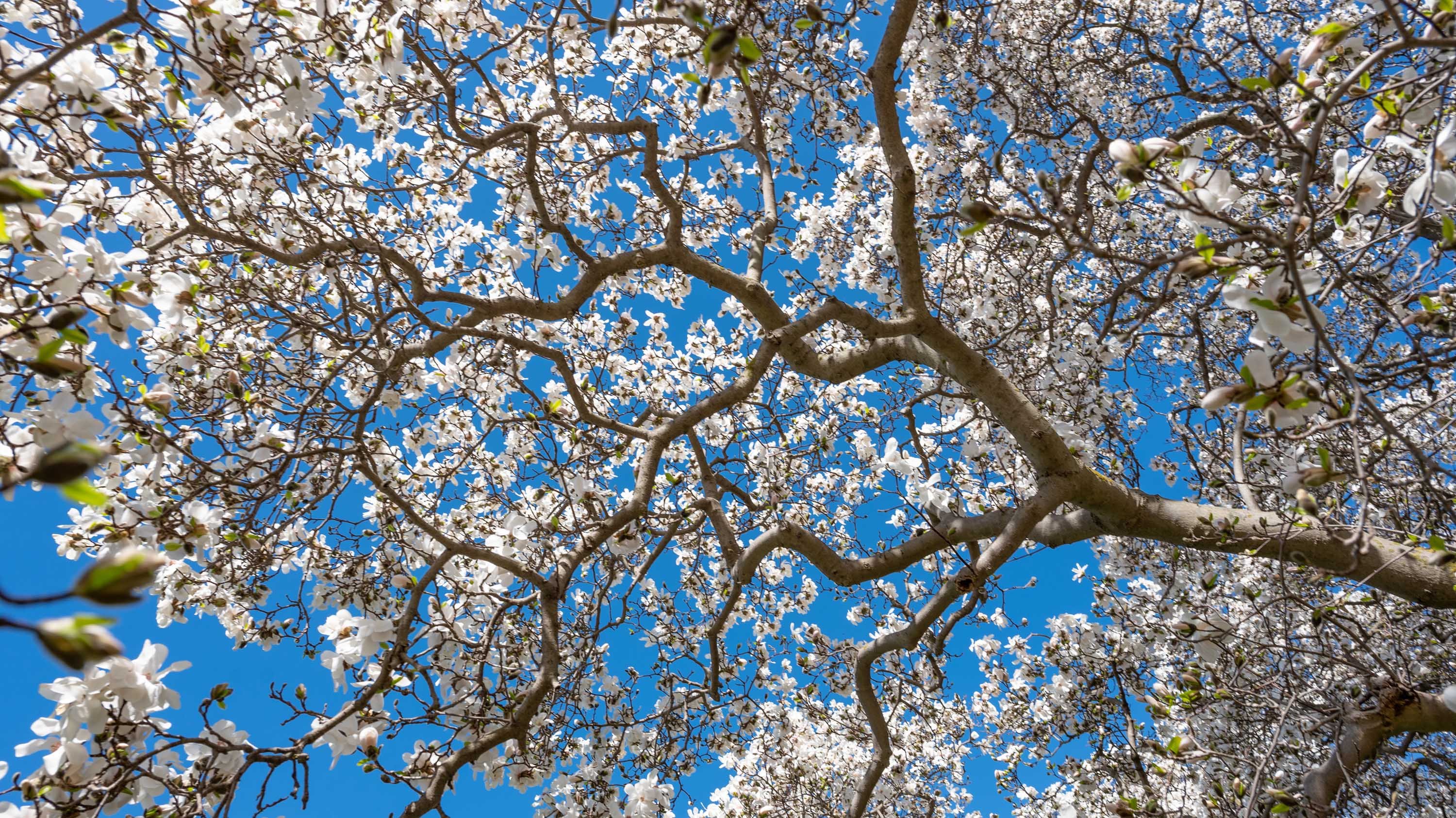 Anise magnolia branch