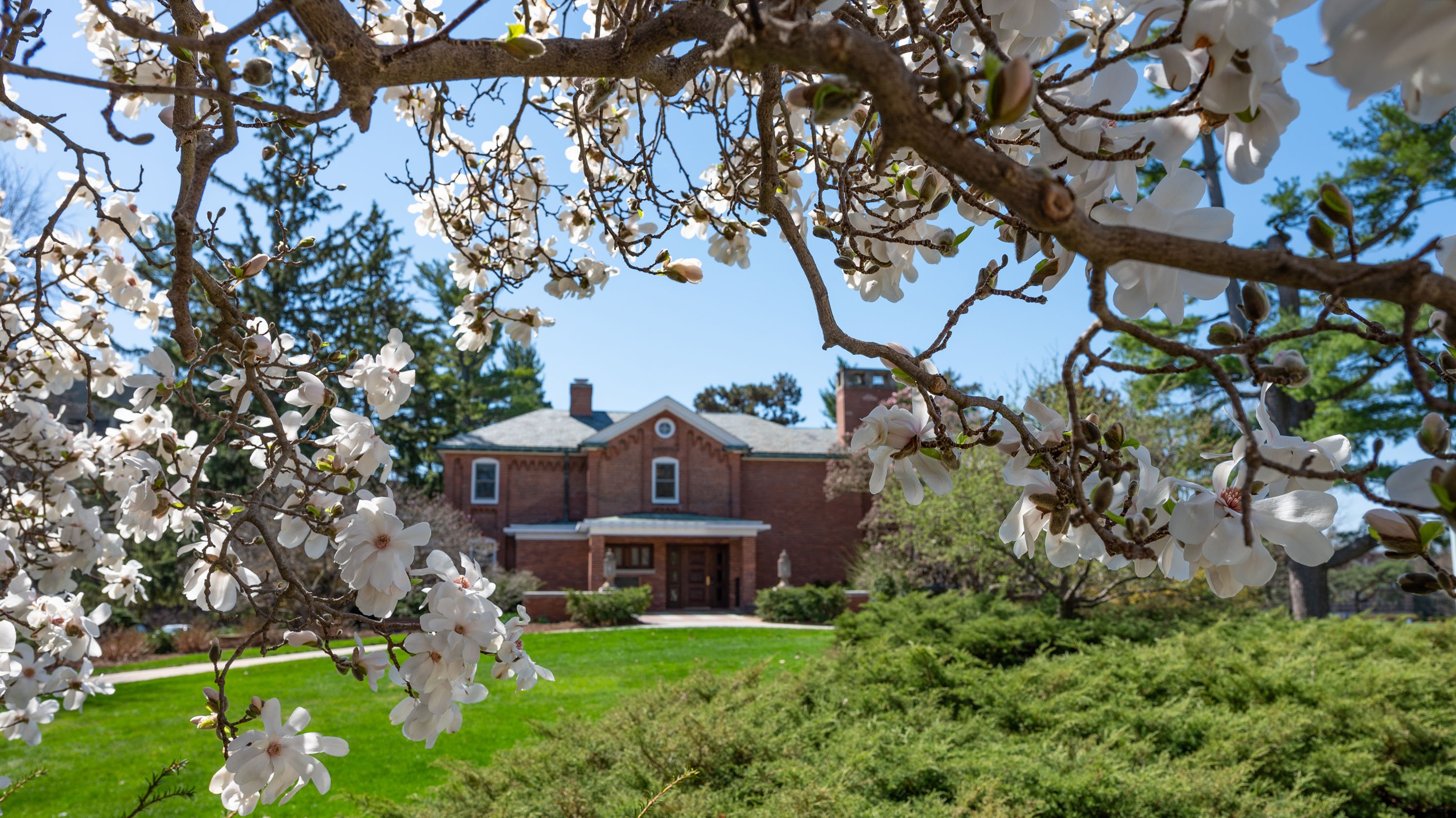 Magnolia branch in front of Cowles house