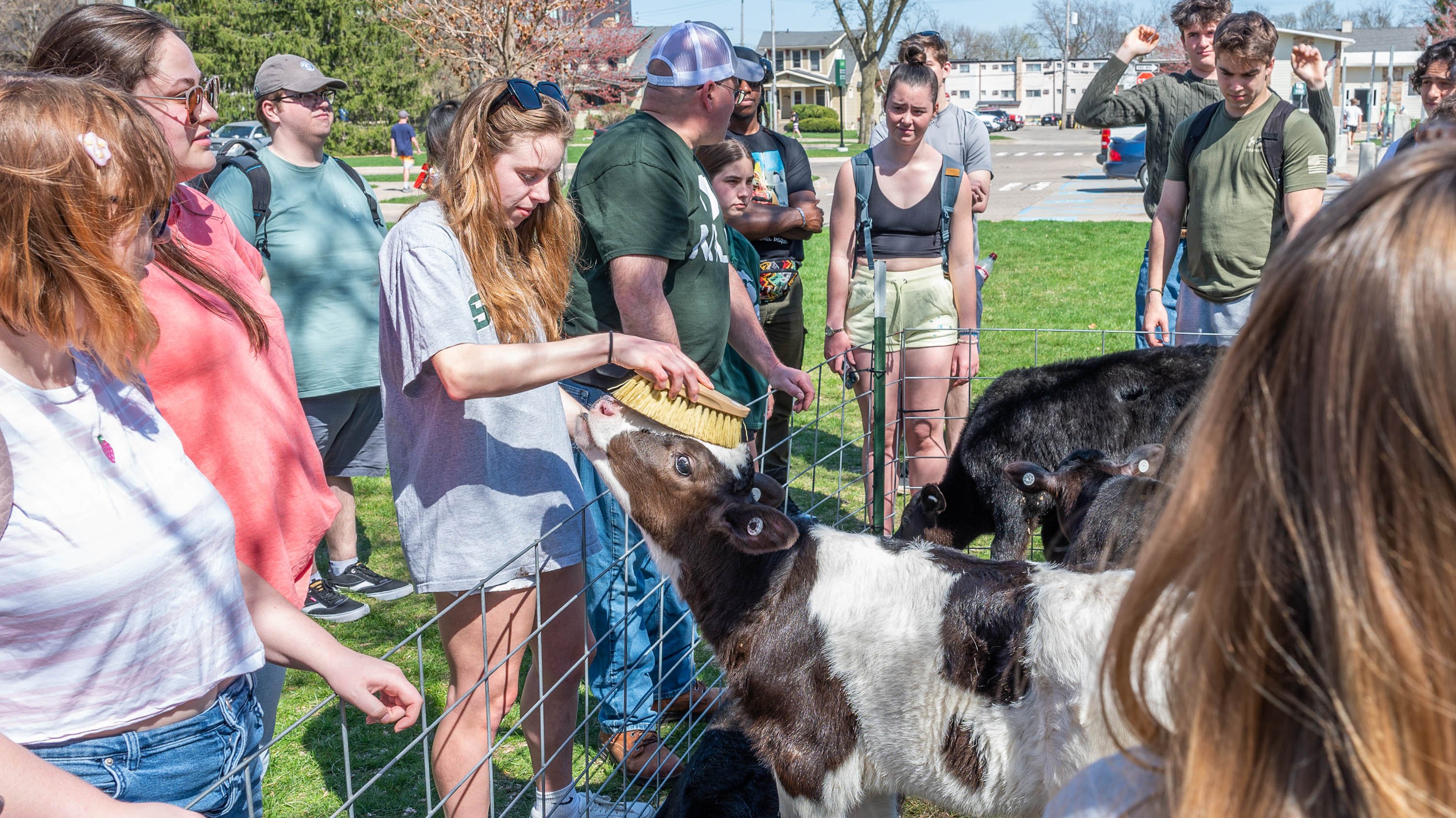 Student brushing calf