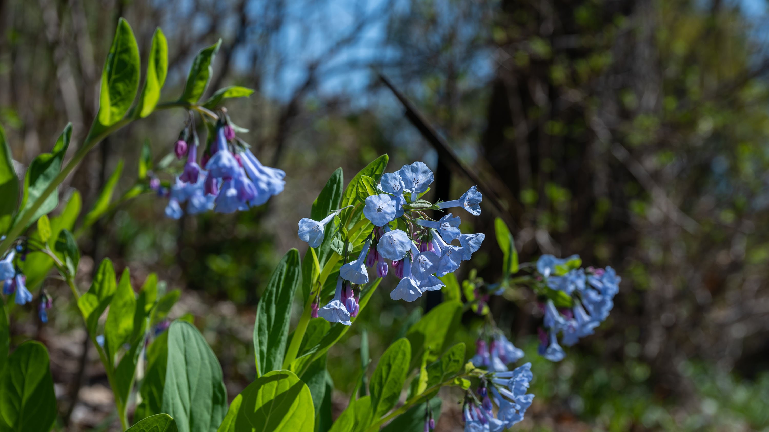 Virginia Bluebell flowers