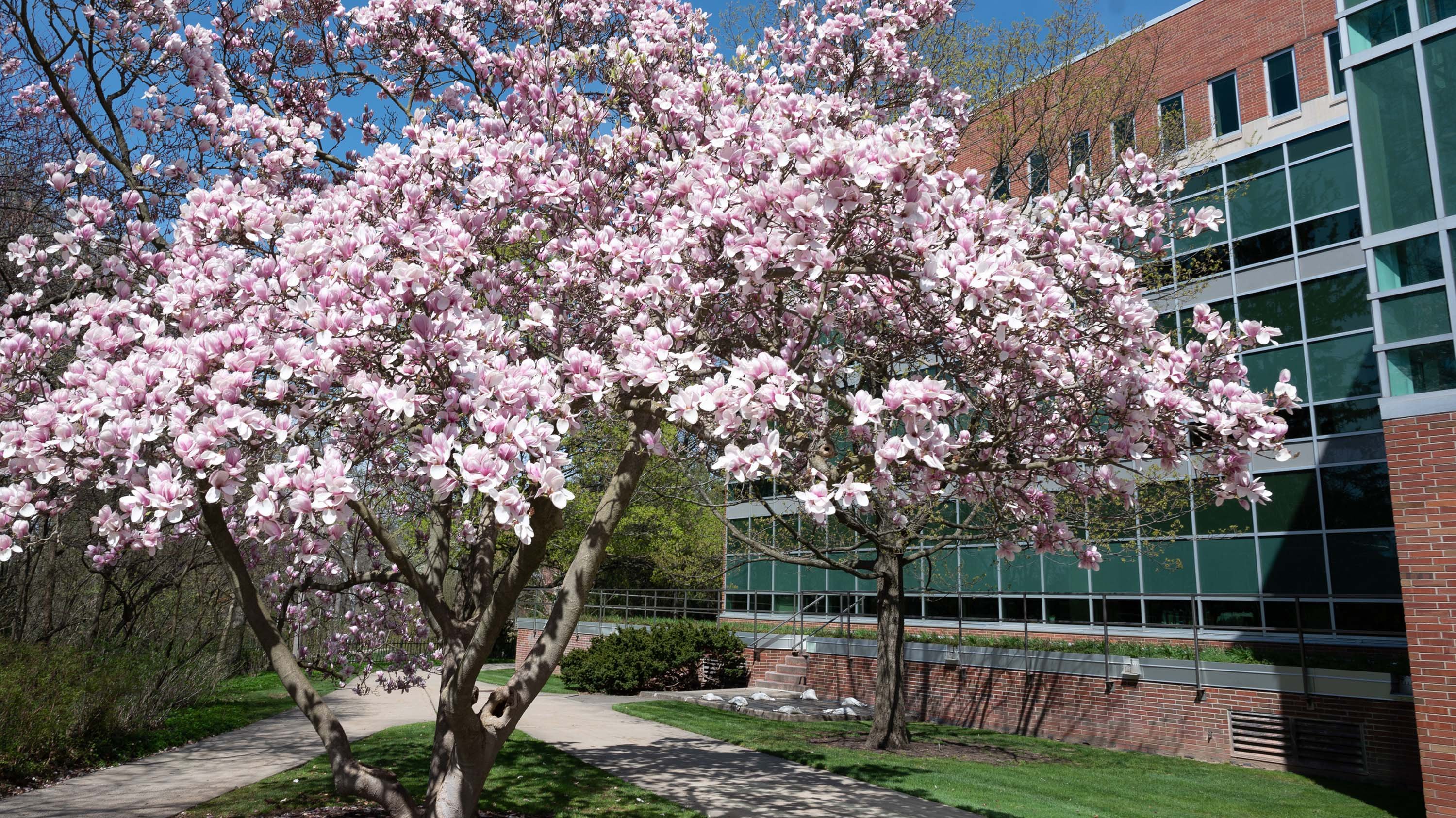 Magnolia tree near MSU library