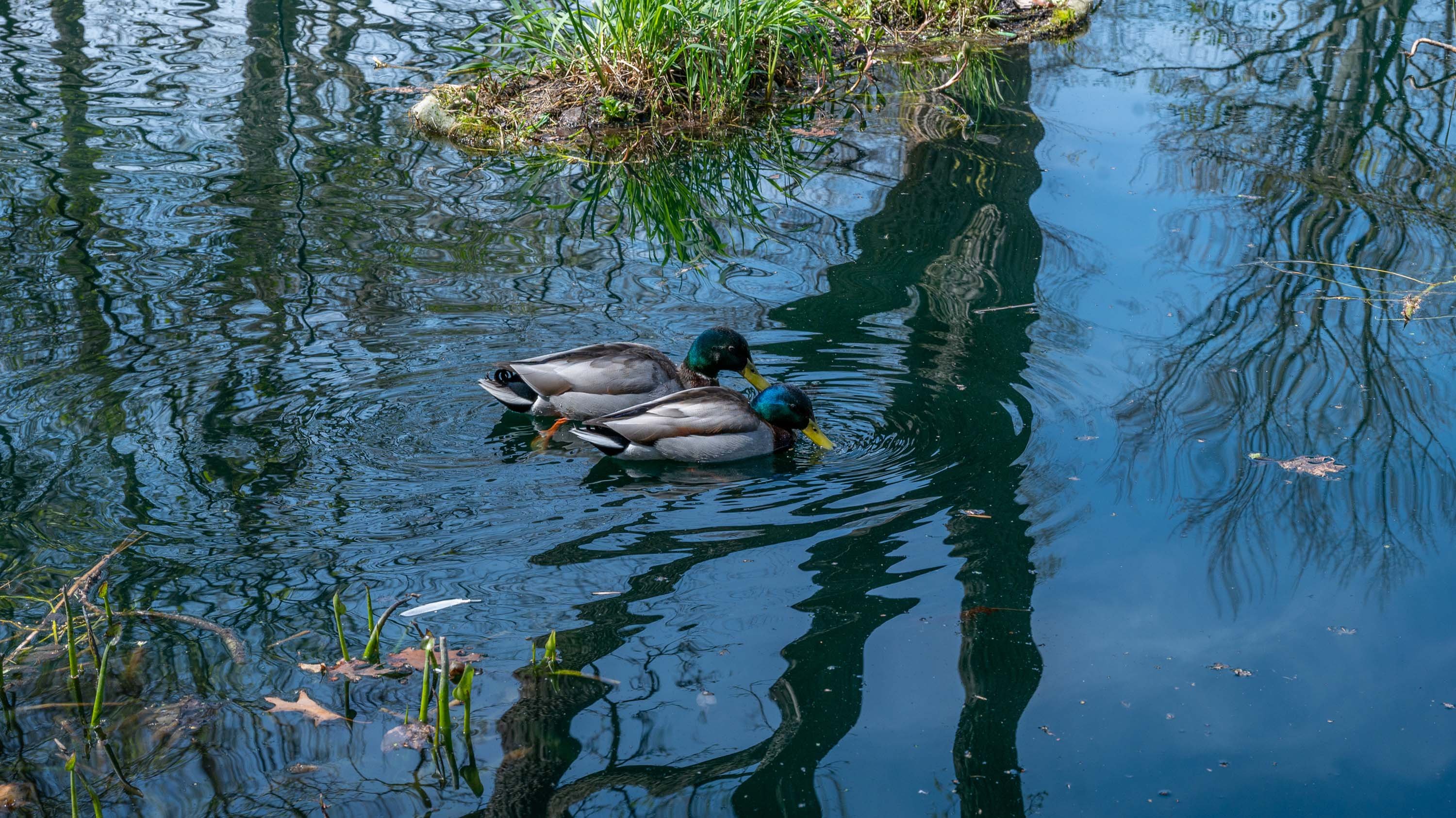Two ducks swimming in Beal pond