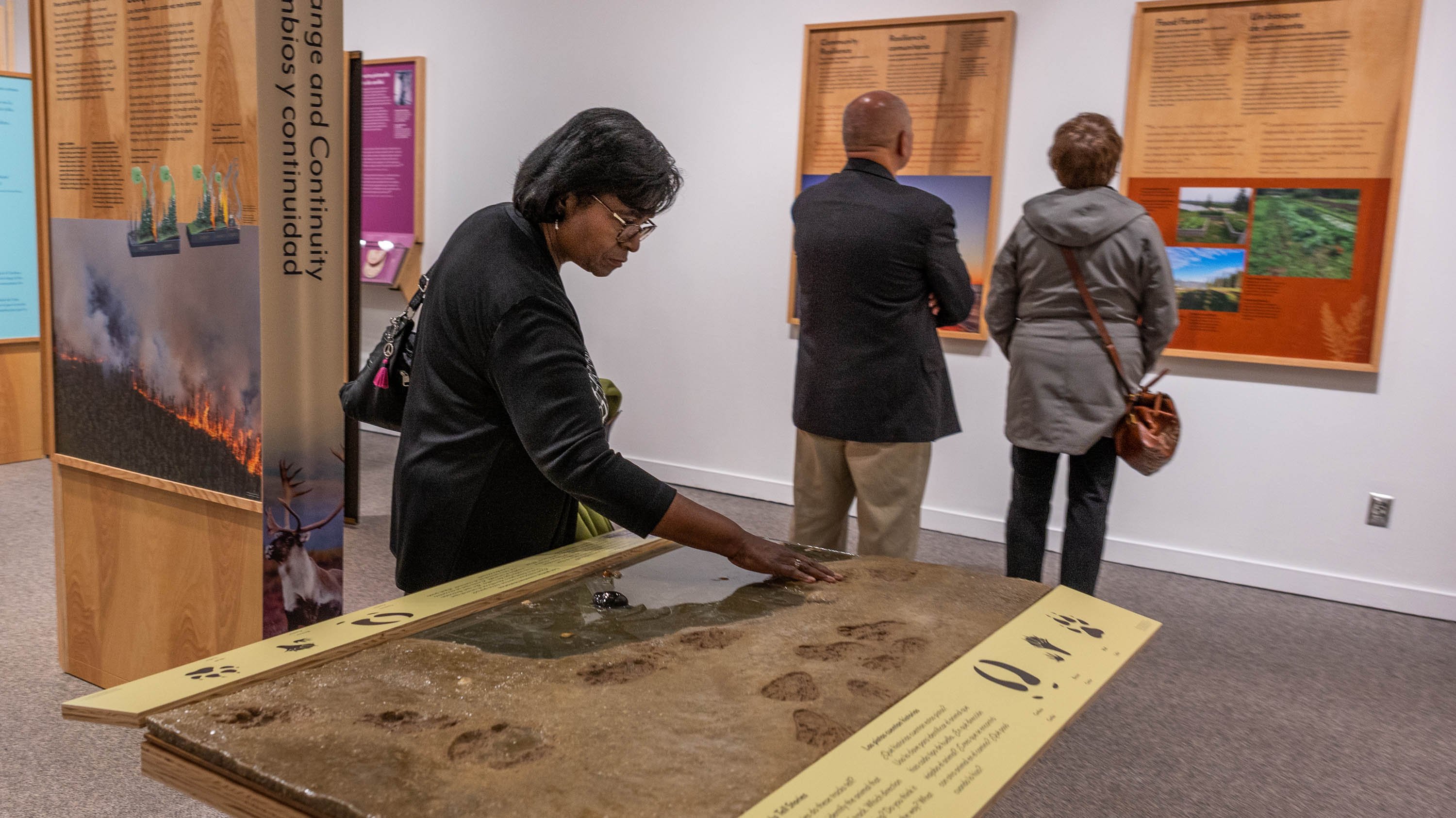 Visitor looking at display of animal tracks at MSU Museum