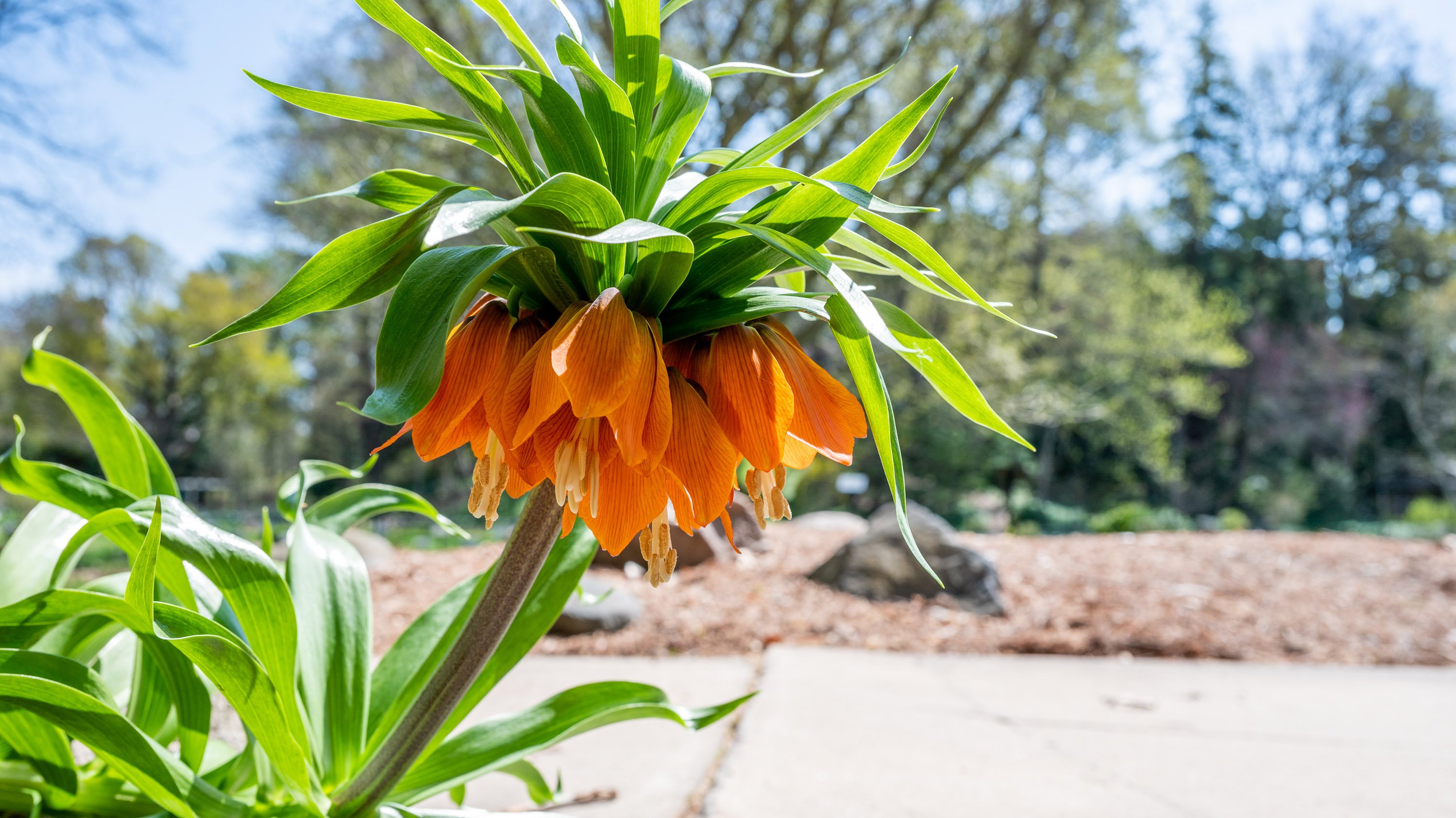 Crown imperial flower