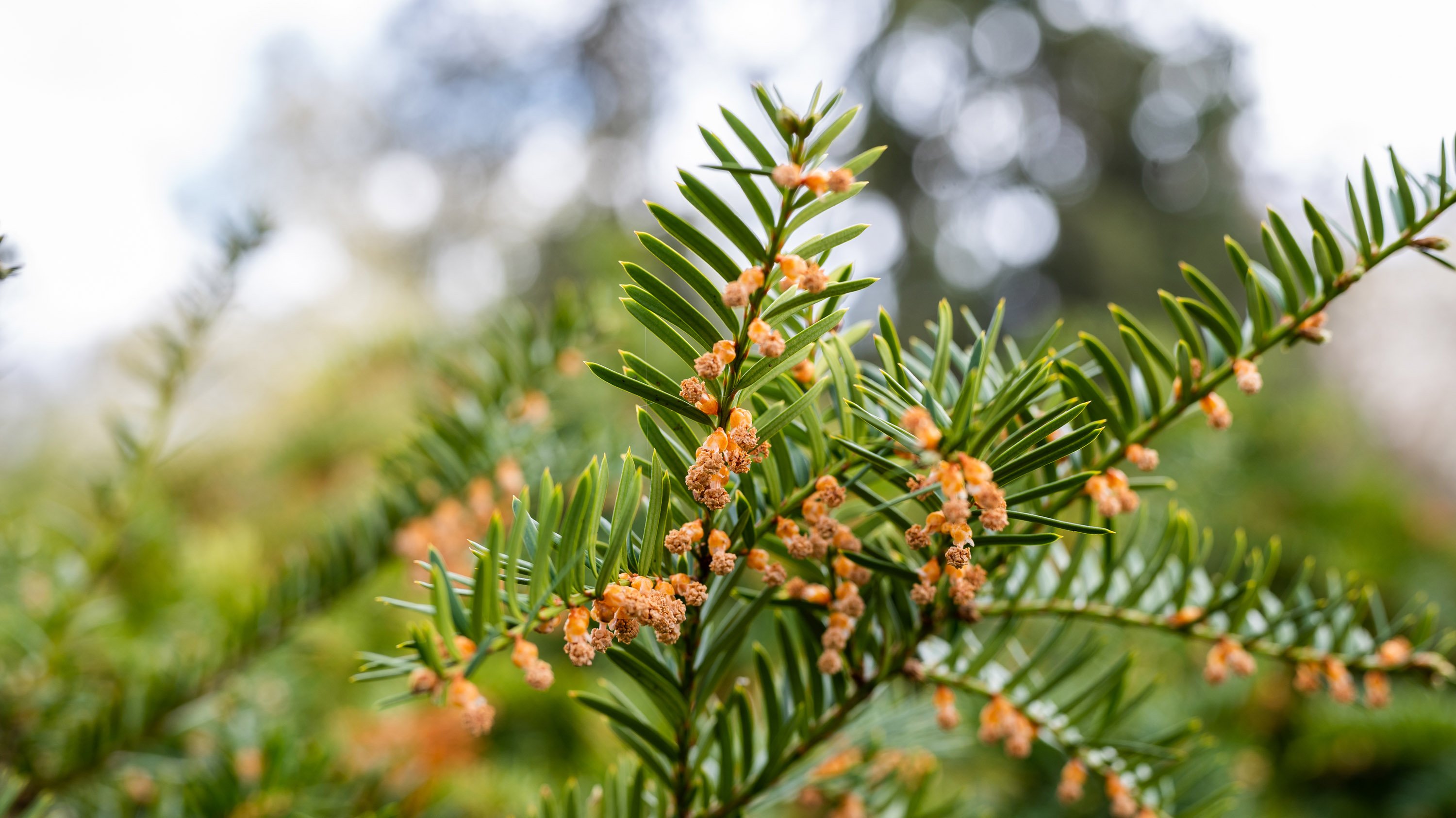 Baby male cones loaded with pollen of the yew shrub.