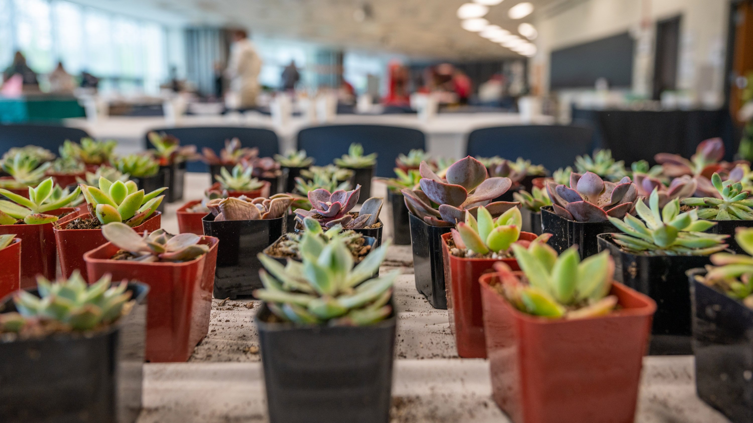 Succulents