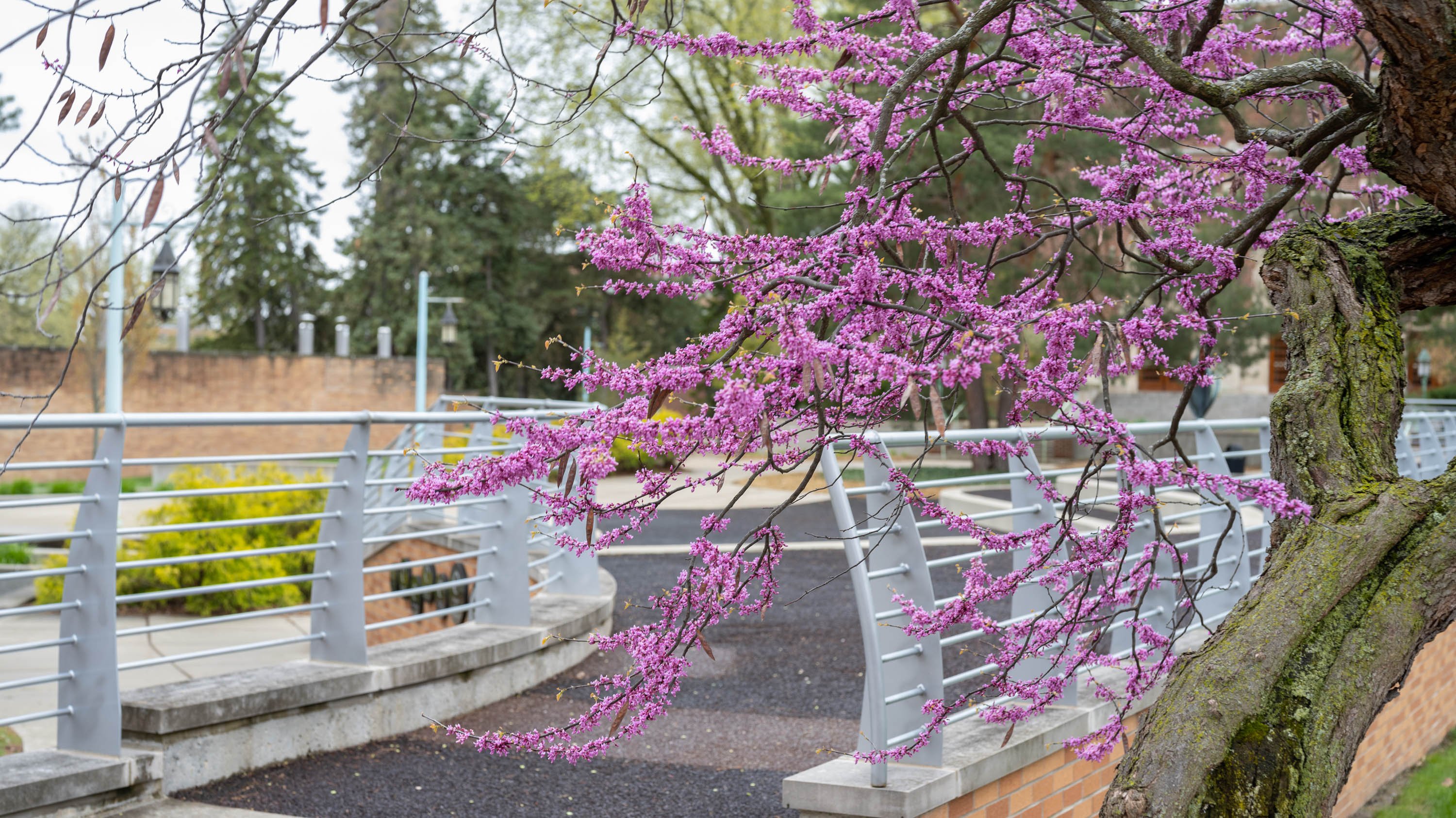 Flowering tree in front of Kresge Hall