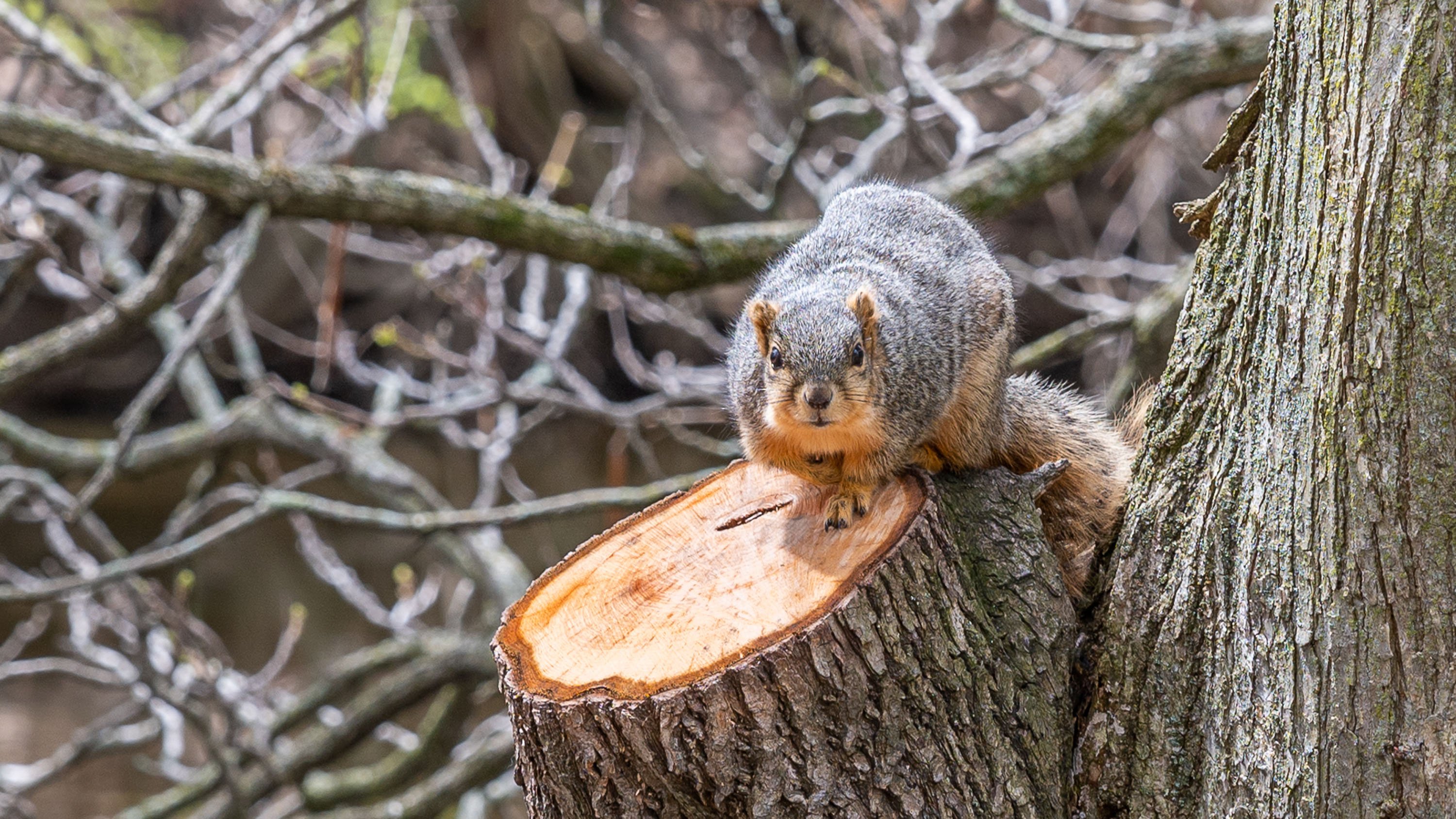 Squirrel sitting on a cut branch