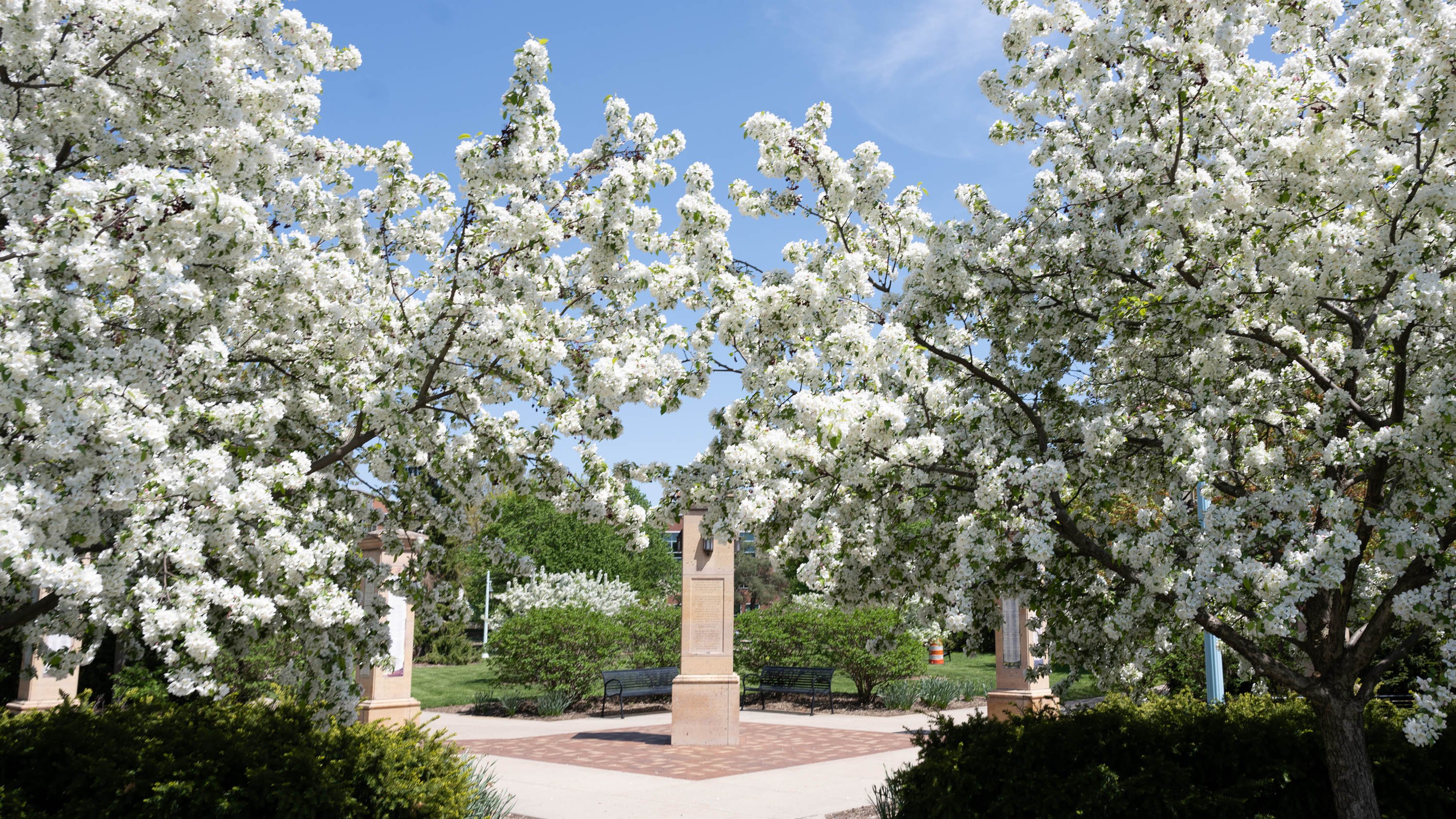 Trees with white flowers in front of Benefactor's Plaza