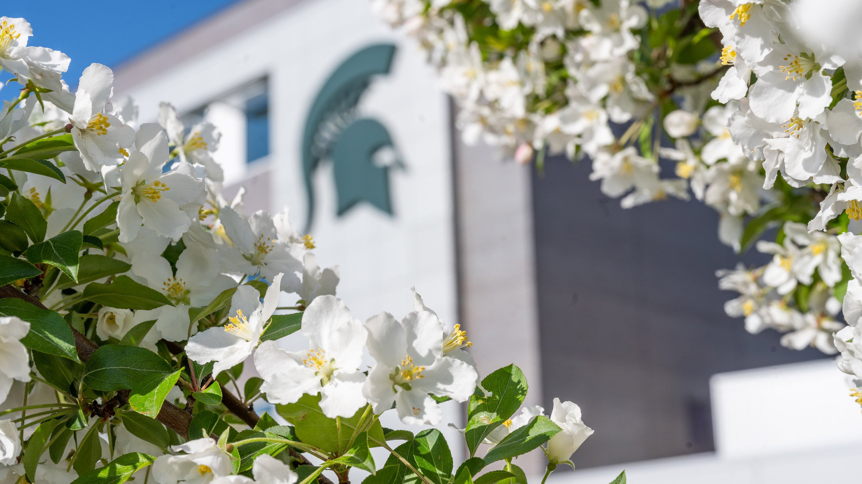 White flowers in front of 1855 Place