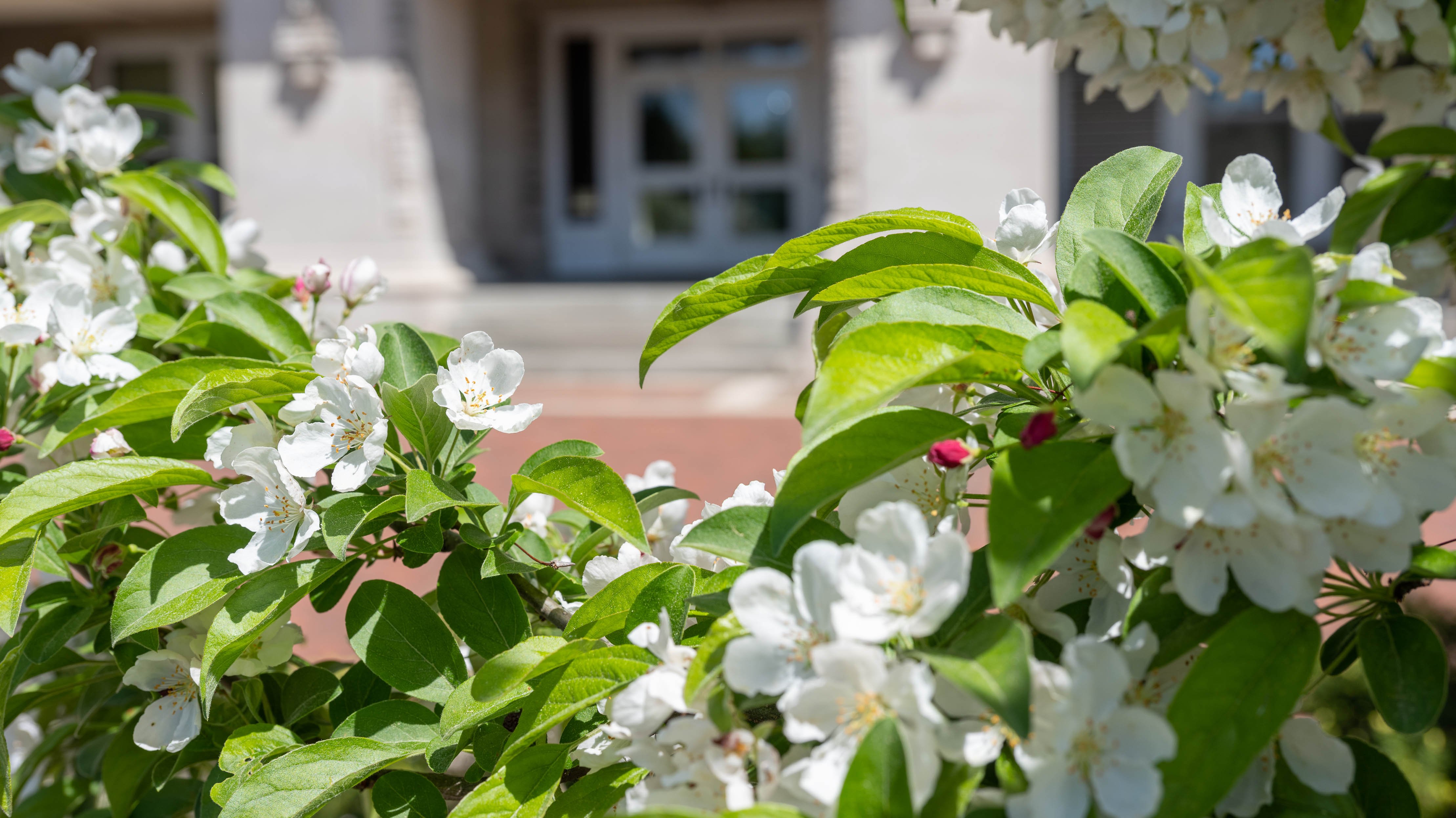 White flowers and small pink buds