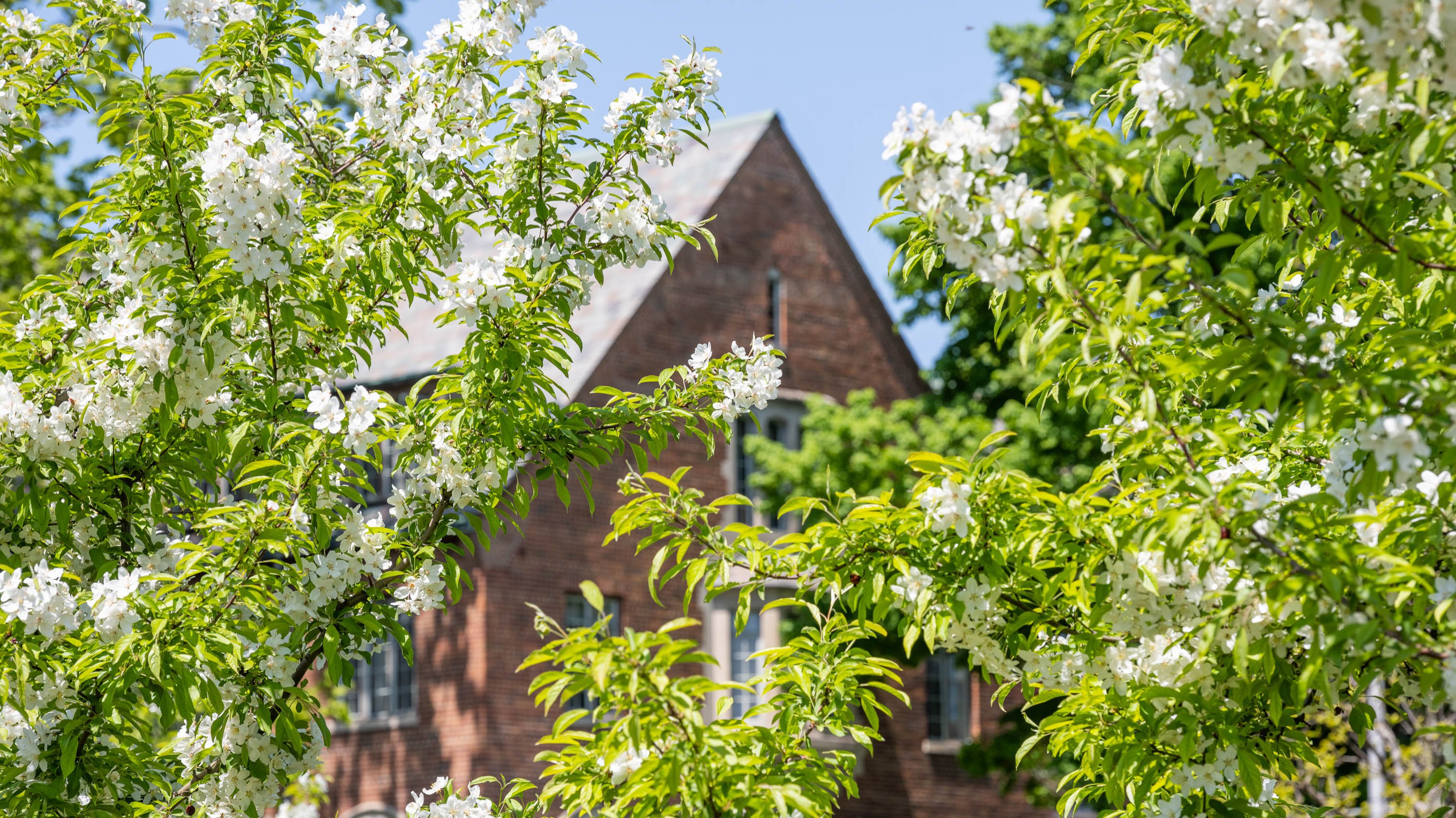 Branches with white flowers in front of MSU Alumni Chapel