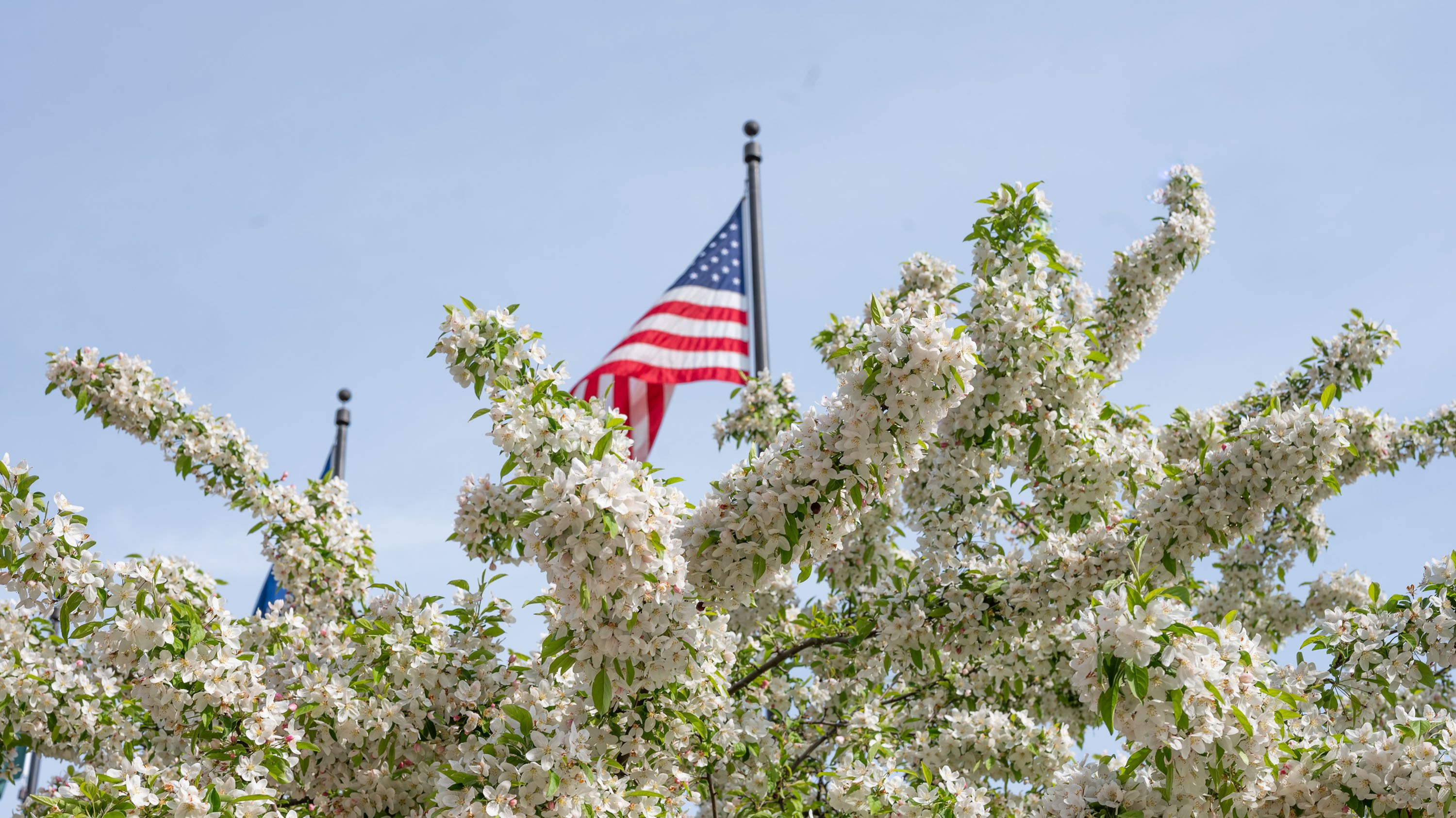 Branches of white flowers in front of American flag