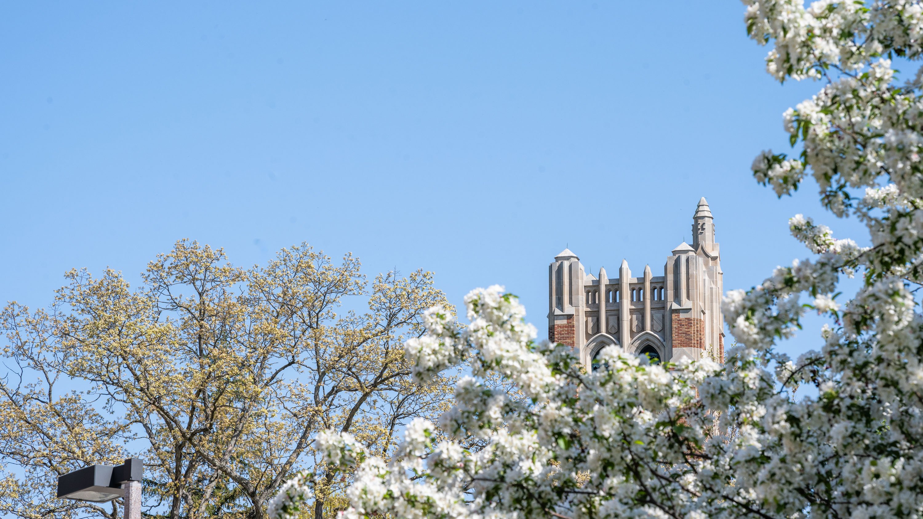 Treetops with white flowers in front of Beaumont Tower