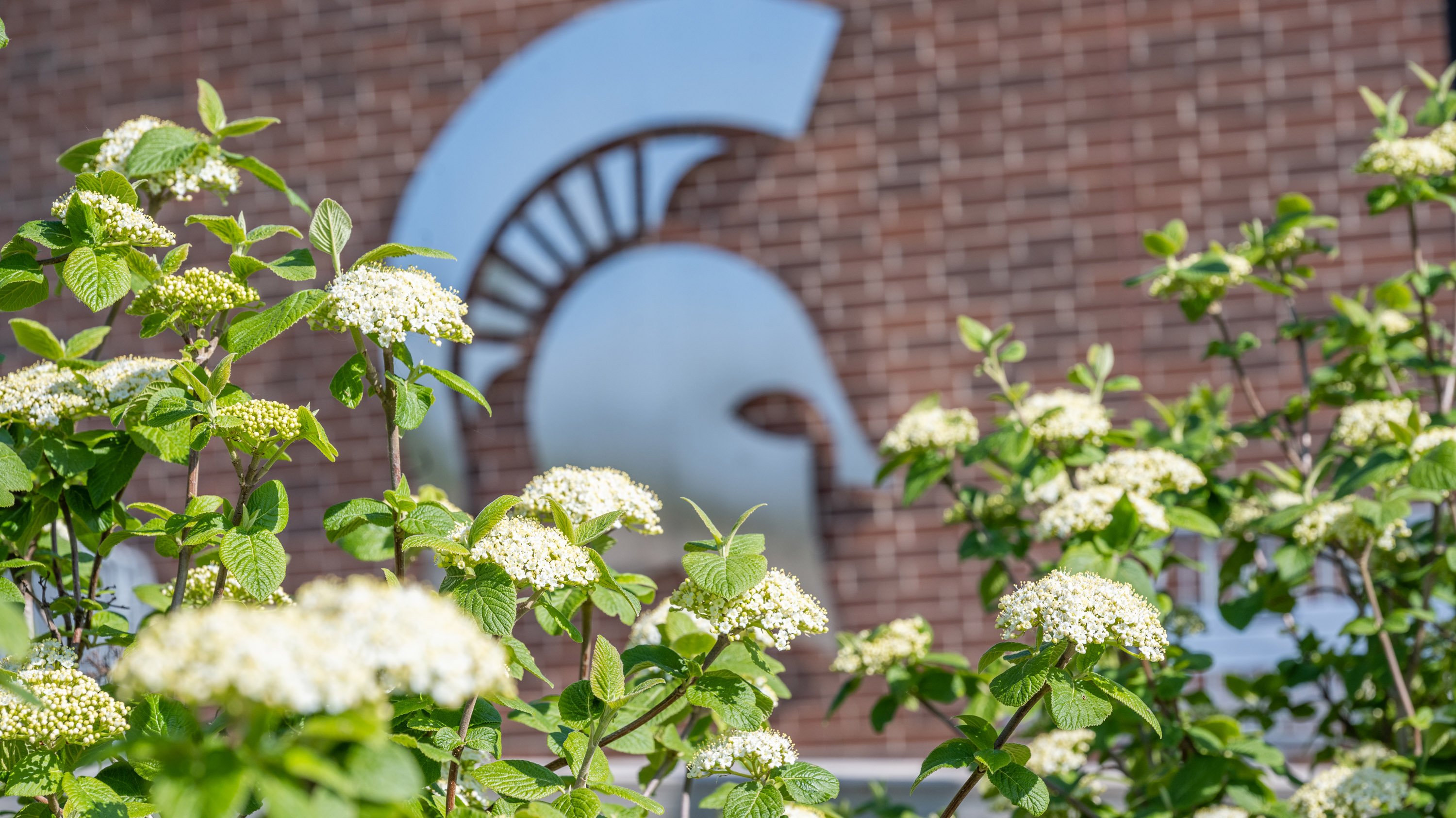 Shrub with white flowers in front of 1855 Place silver Spartan helmet