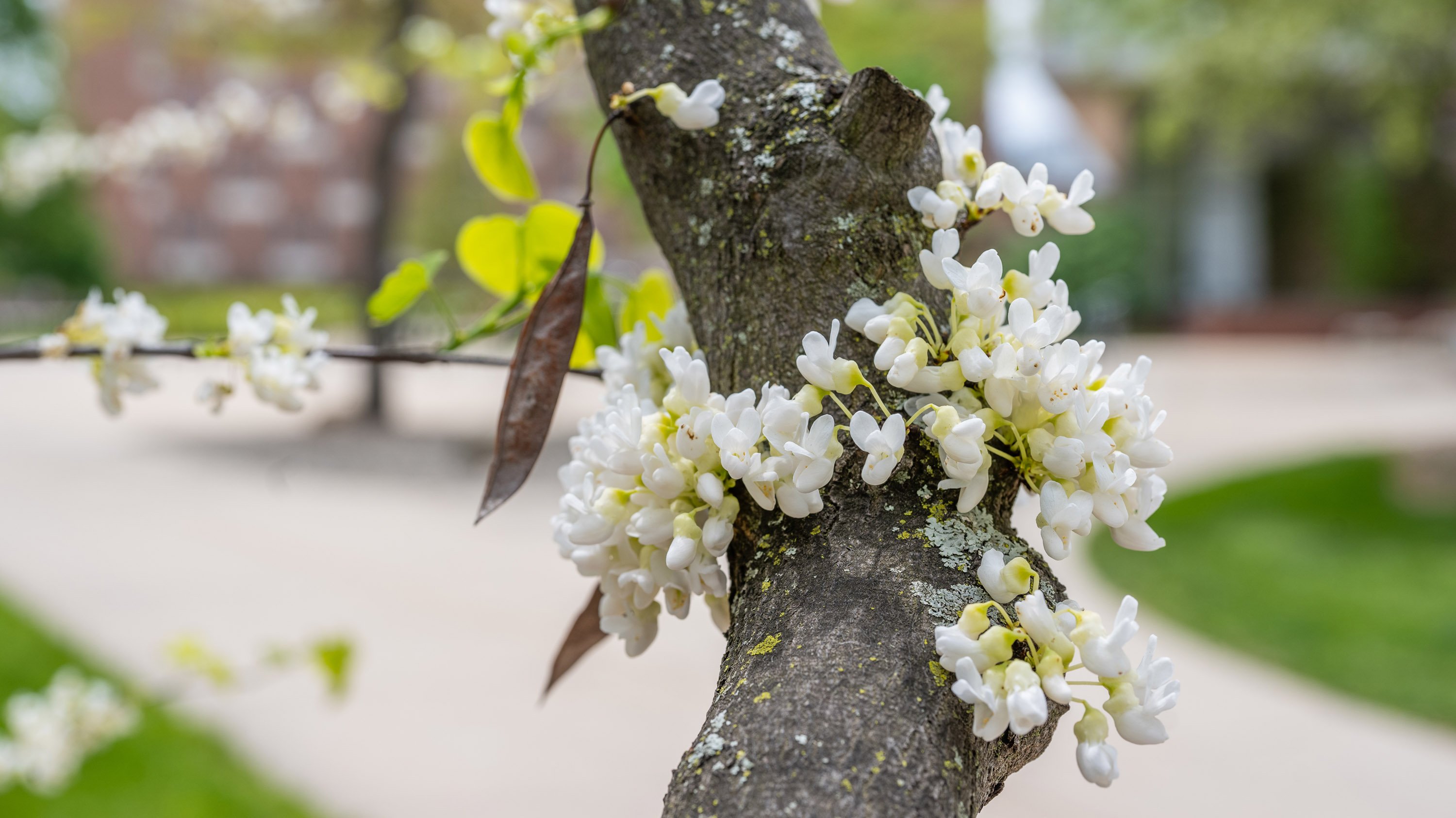 White flowers blooming on the trunk of a tree