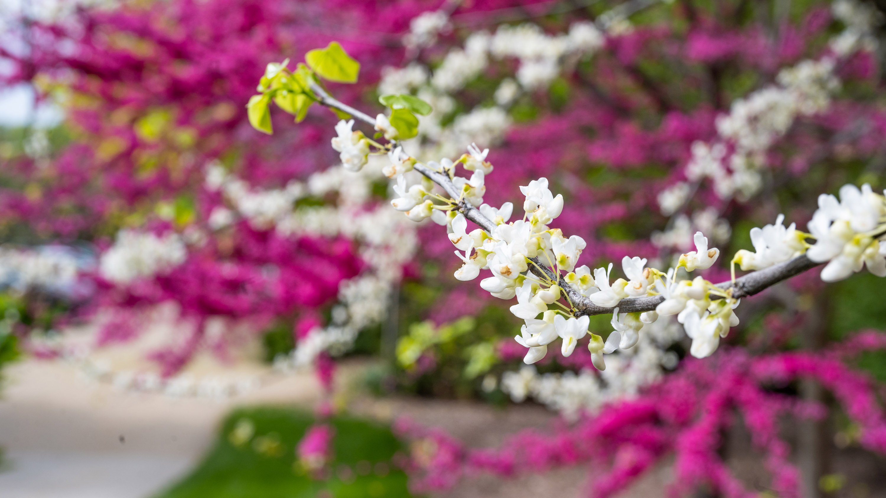 Branch of white flowers in front of branches of pink flowers