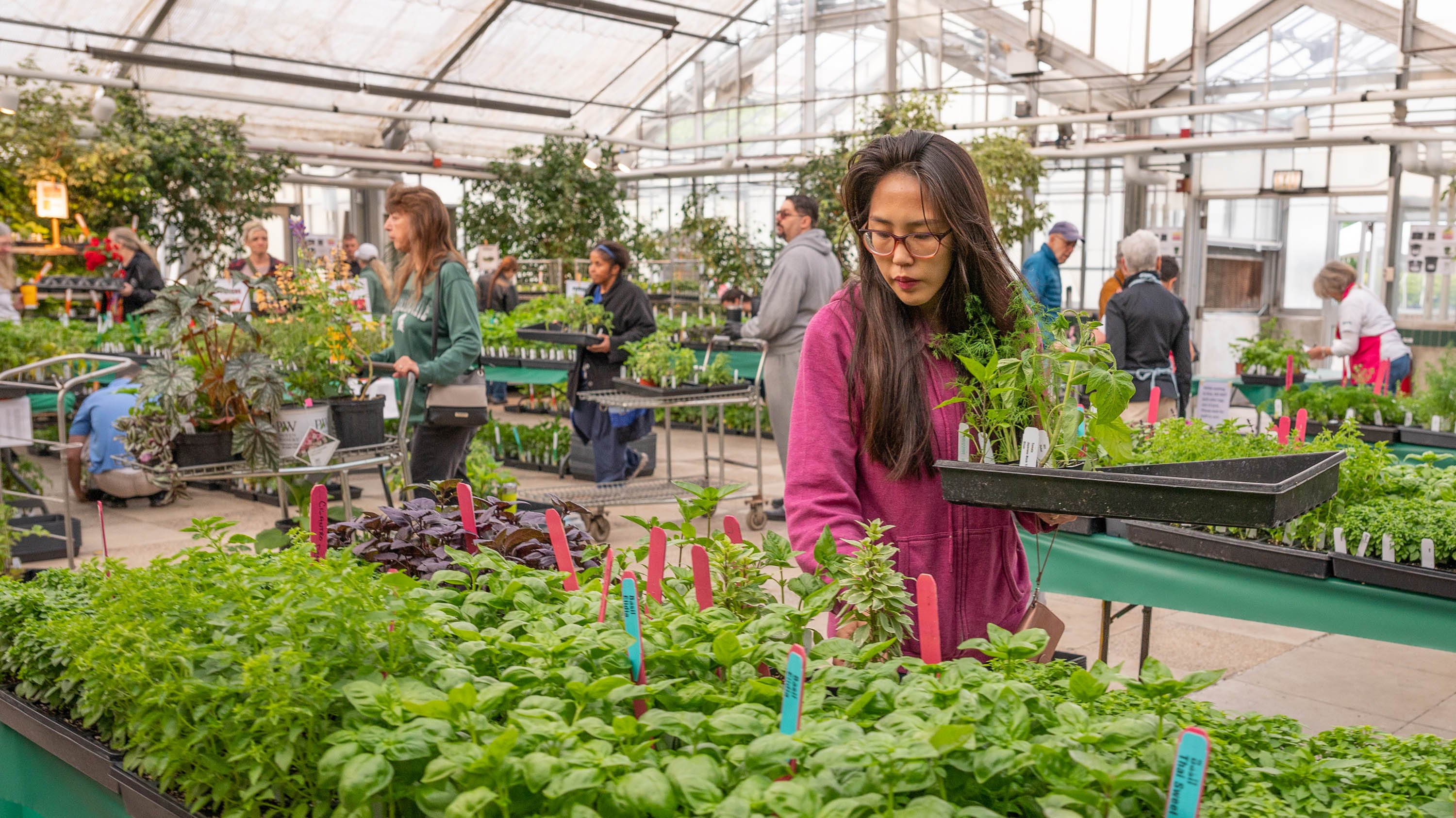 Person looking at herbs during plant sale