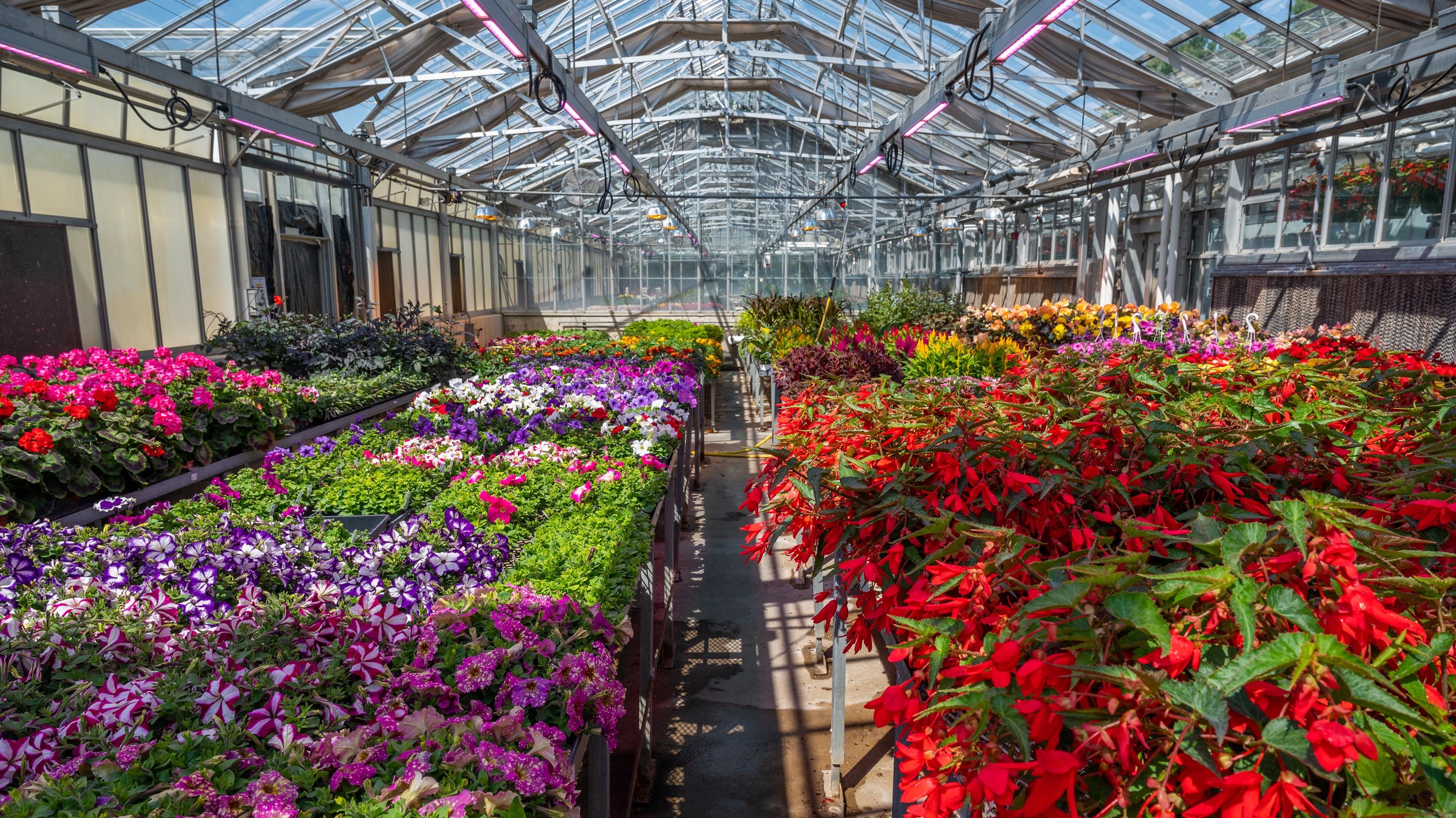 Plants and flowers in greenhouse