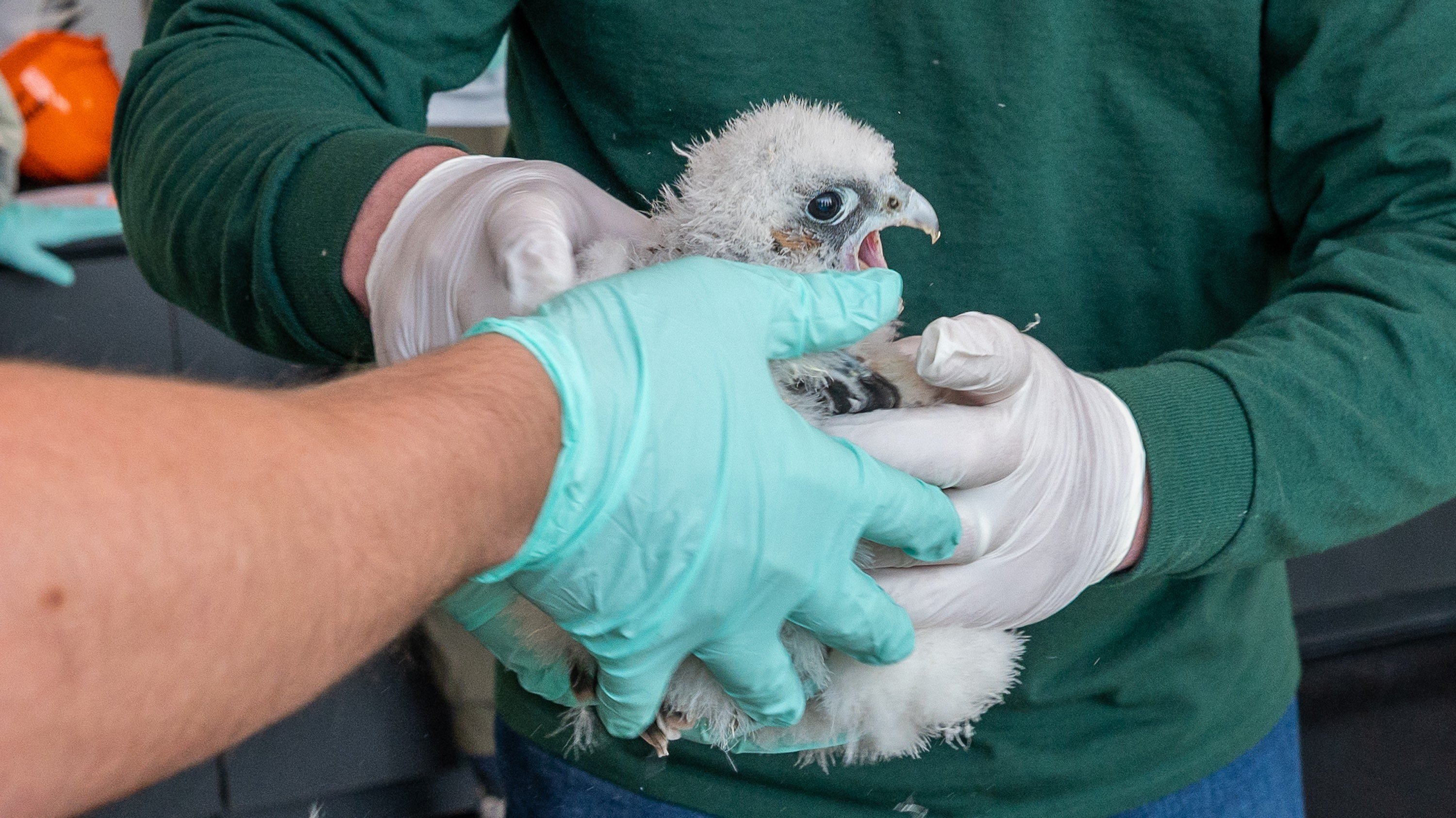 A peregrine falcon chick is banded at Spartan Stadium