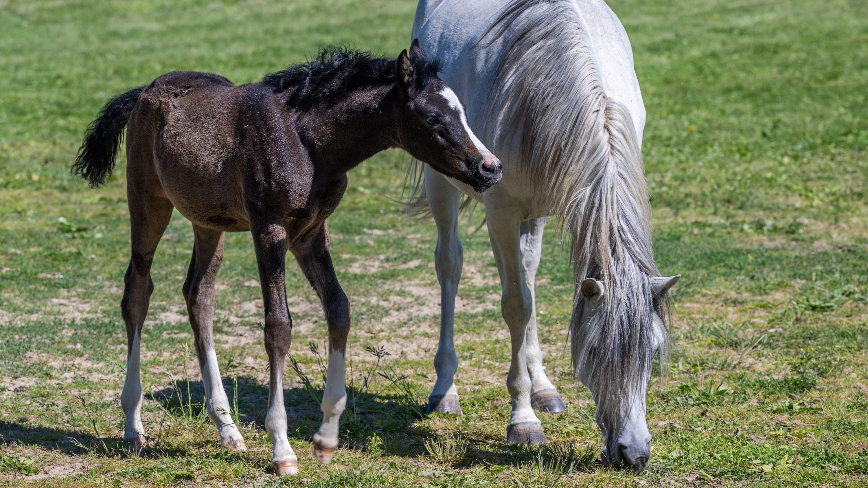 A new foal at the MSU Horse Teaching and Research Center.