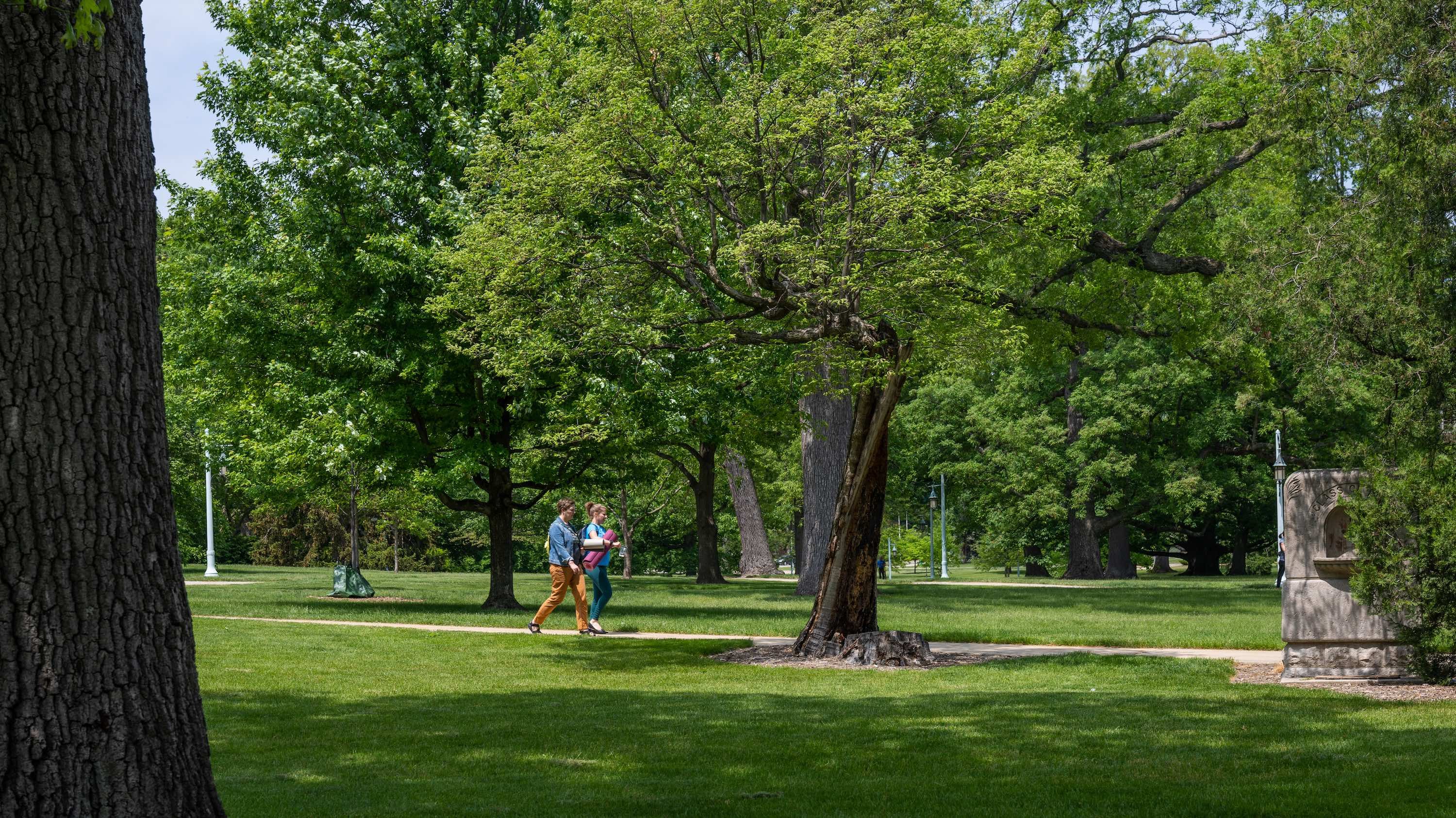 Two pedestrians walk by the Resilient White Oak on campus